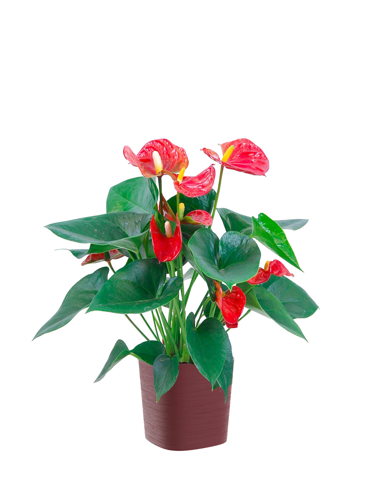 Anthurium grande