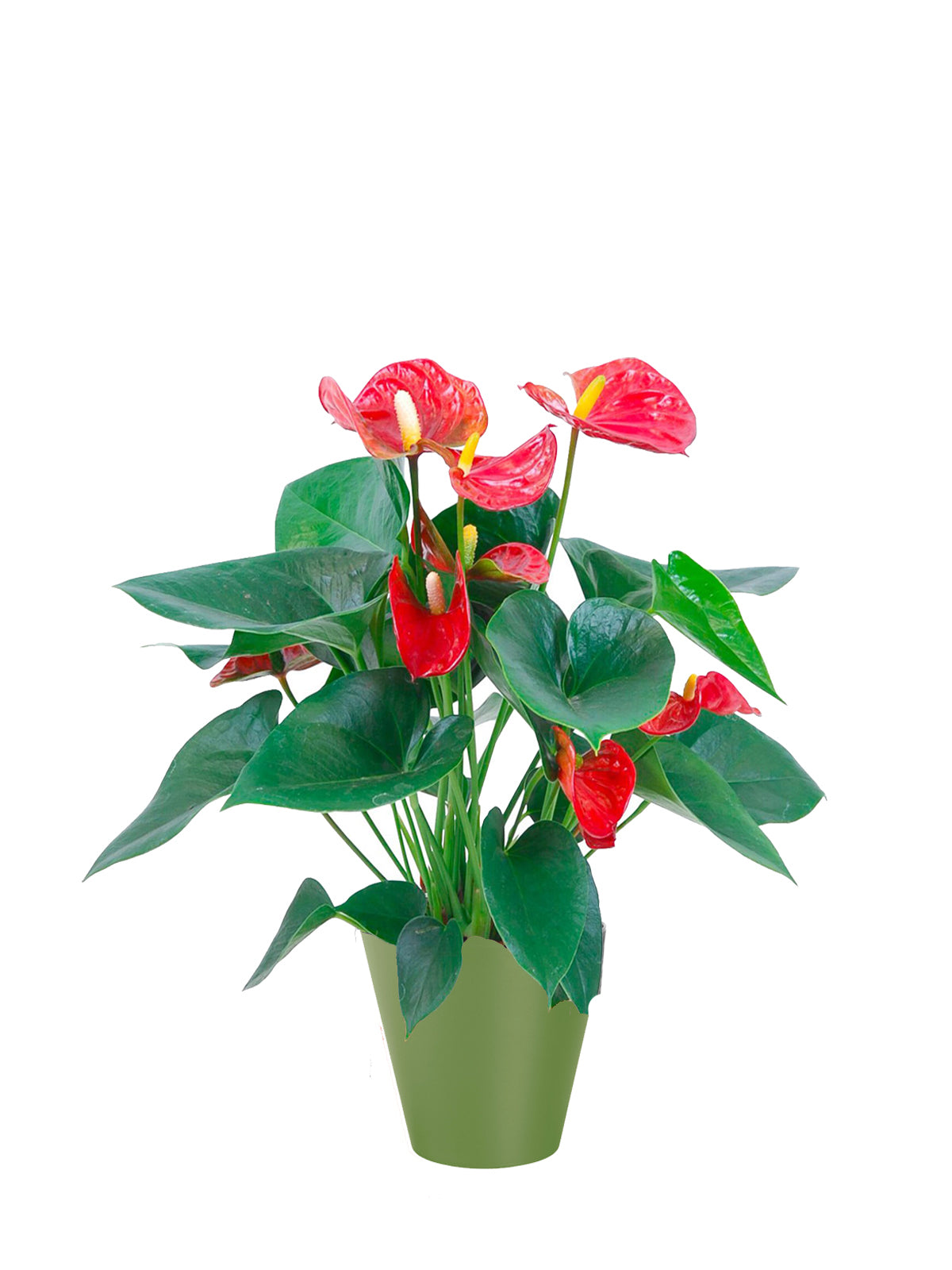 Anthurium grande