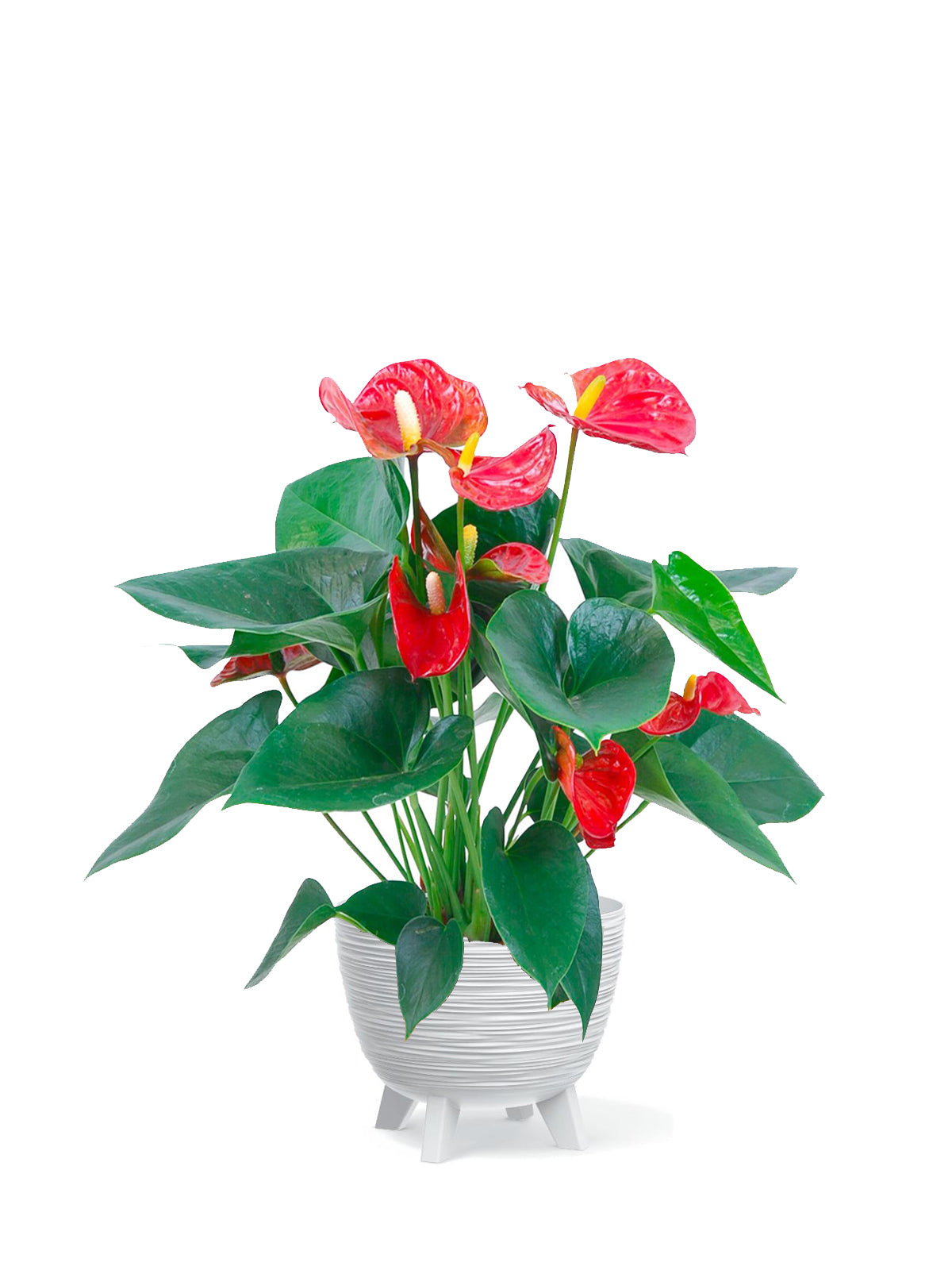 Anthurium grande