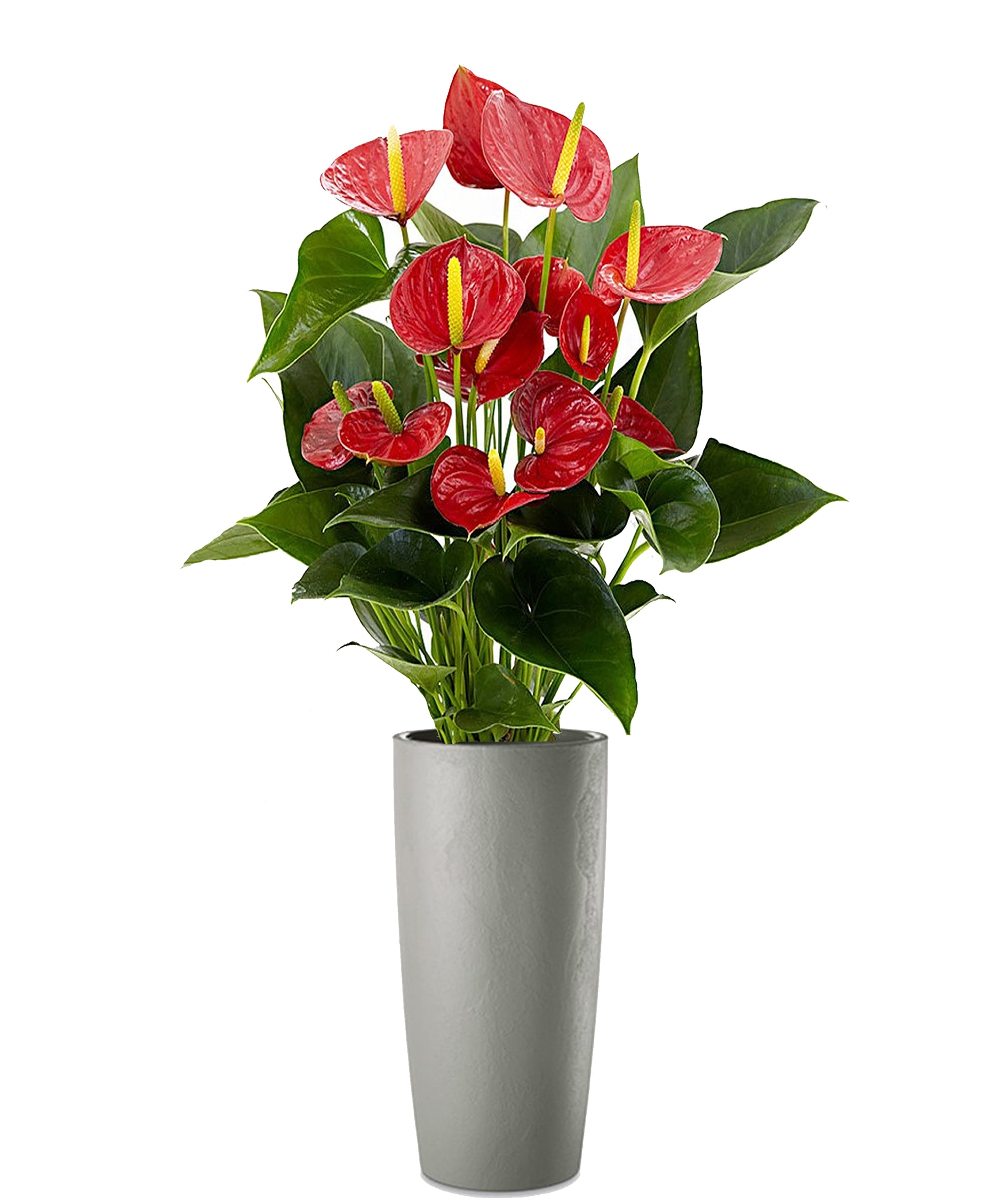 Anthurium extra vip
