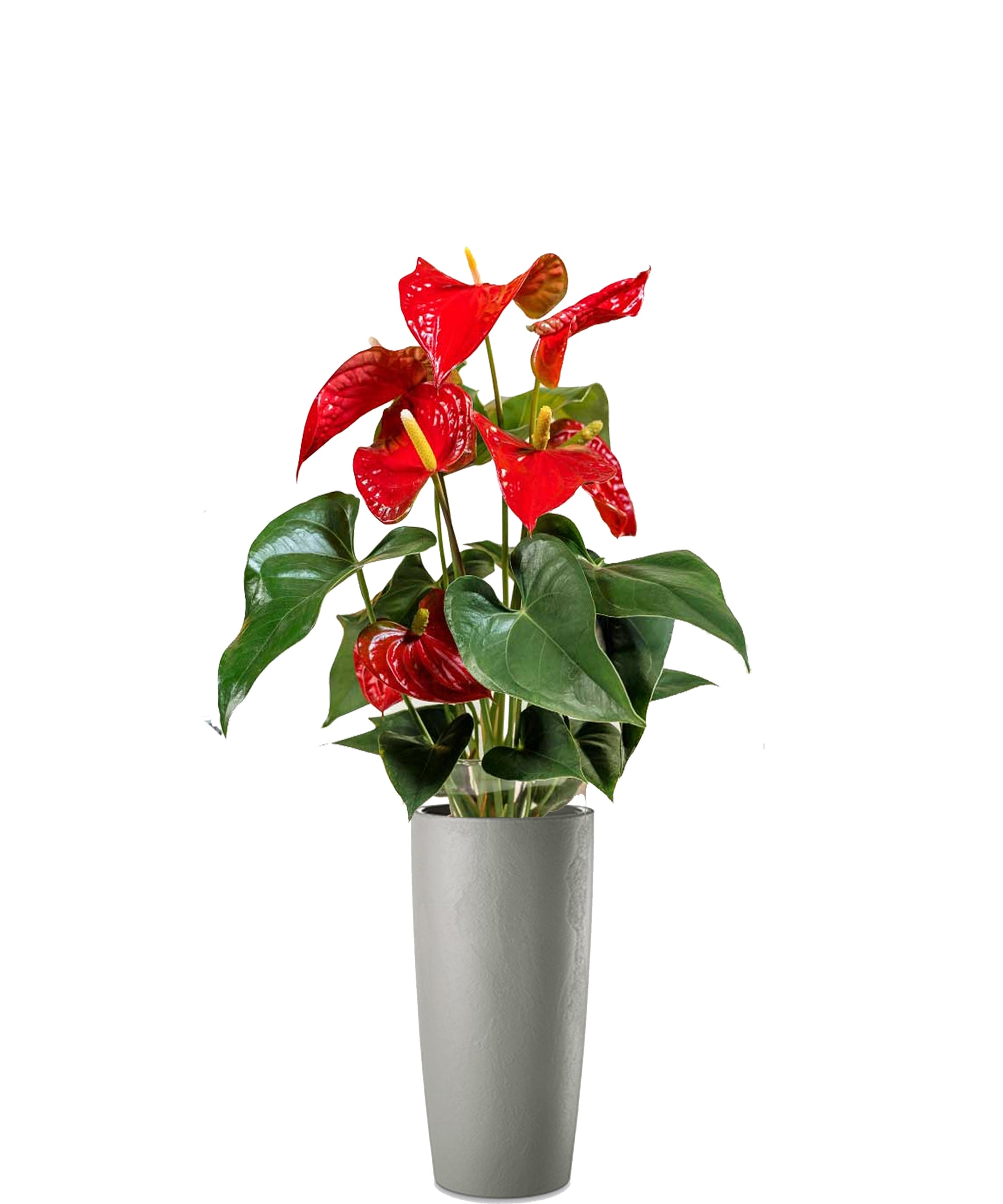 Anthurium vip