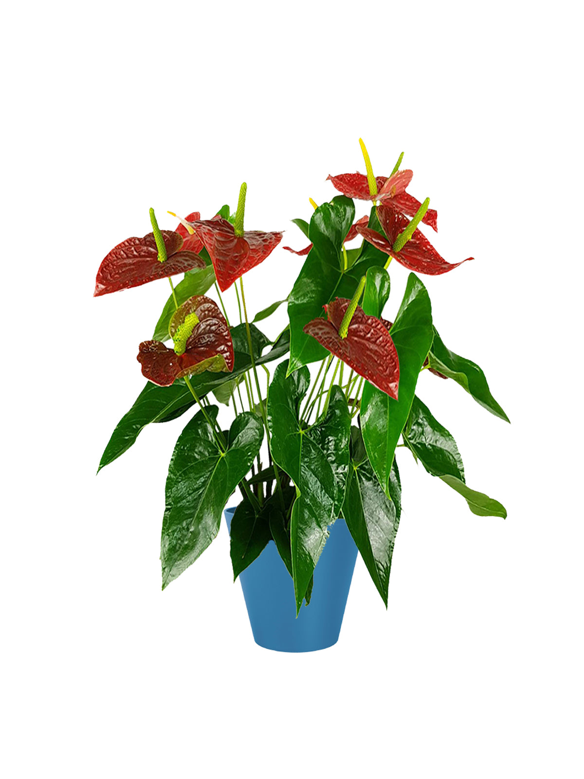 Anthurium
