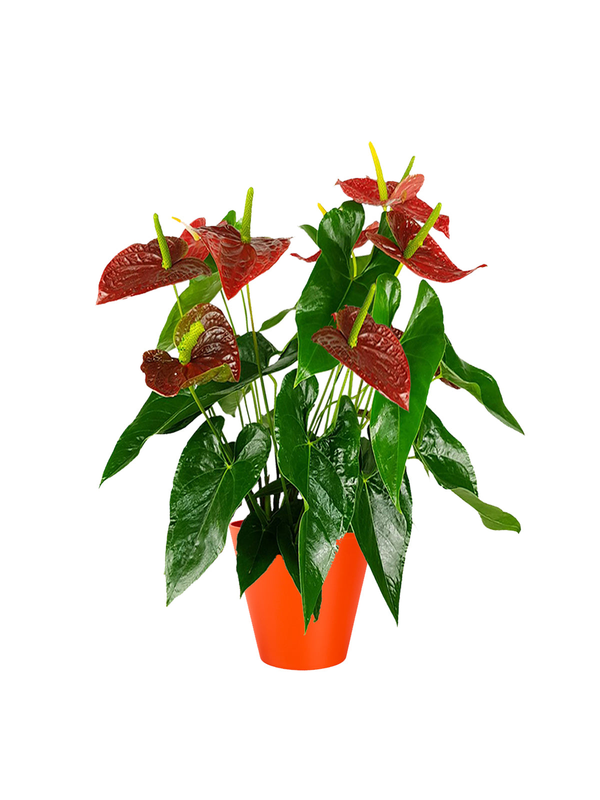 Anthurium