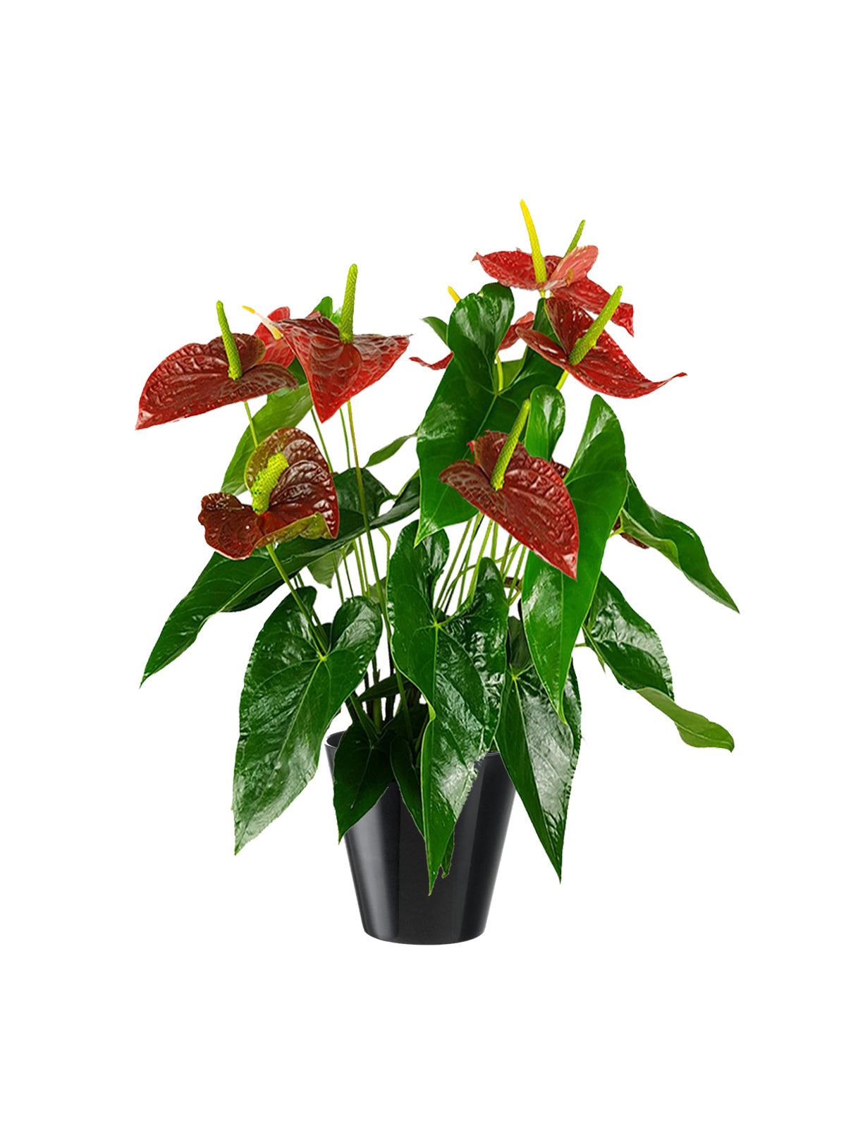 Anthurium