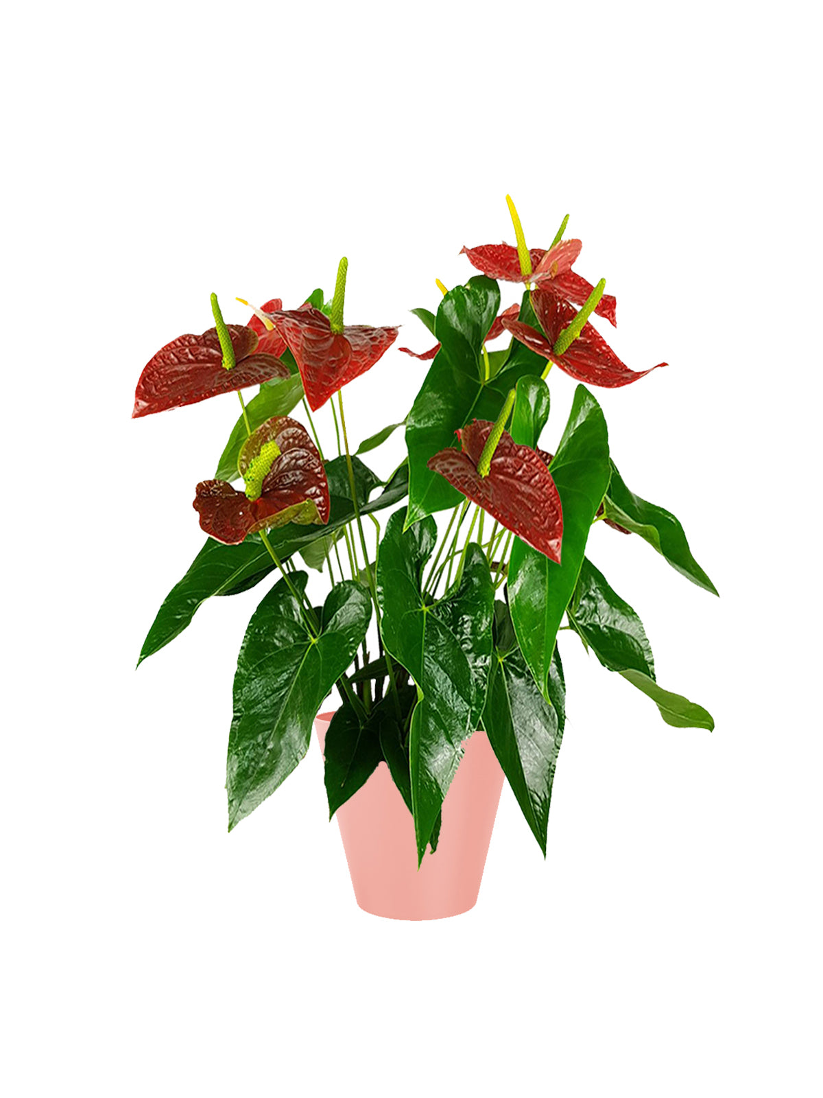 Anthurium