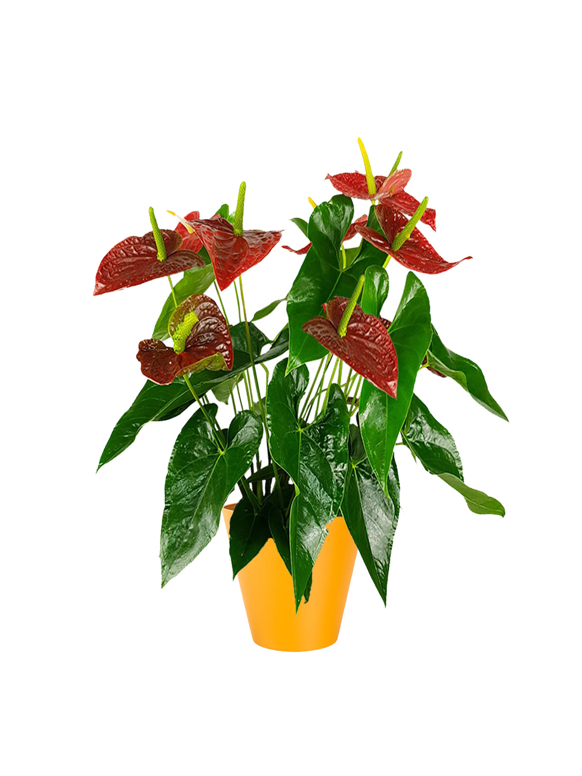 Anthurium