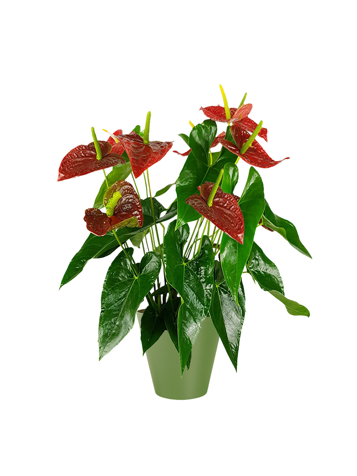Anthurium