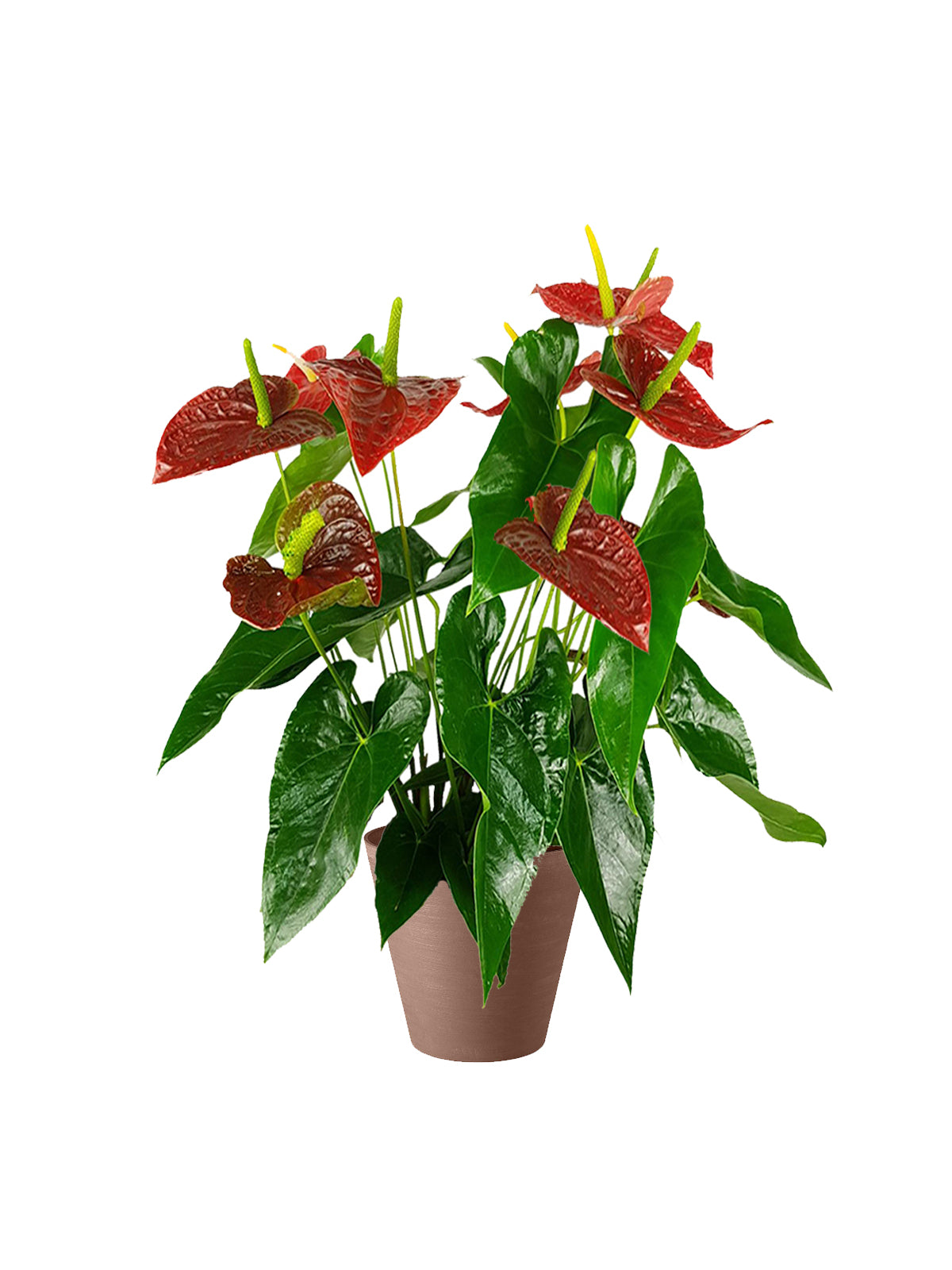 Anthurium