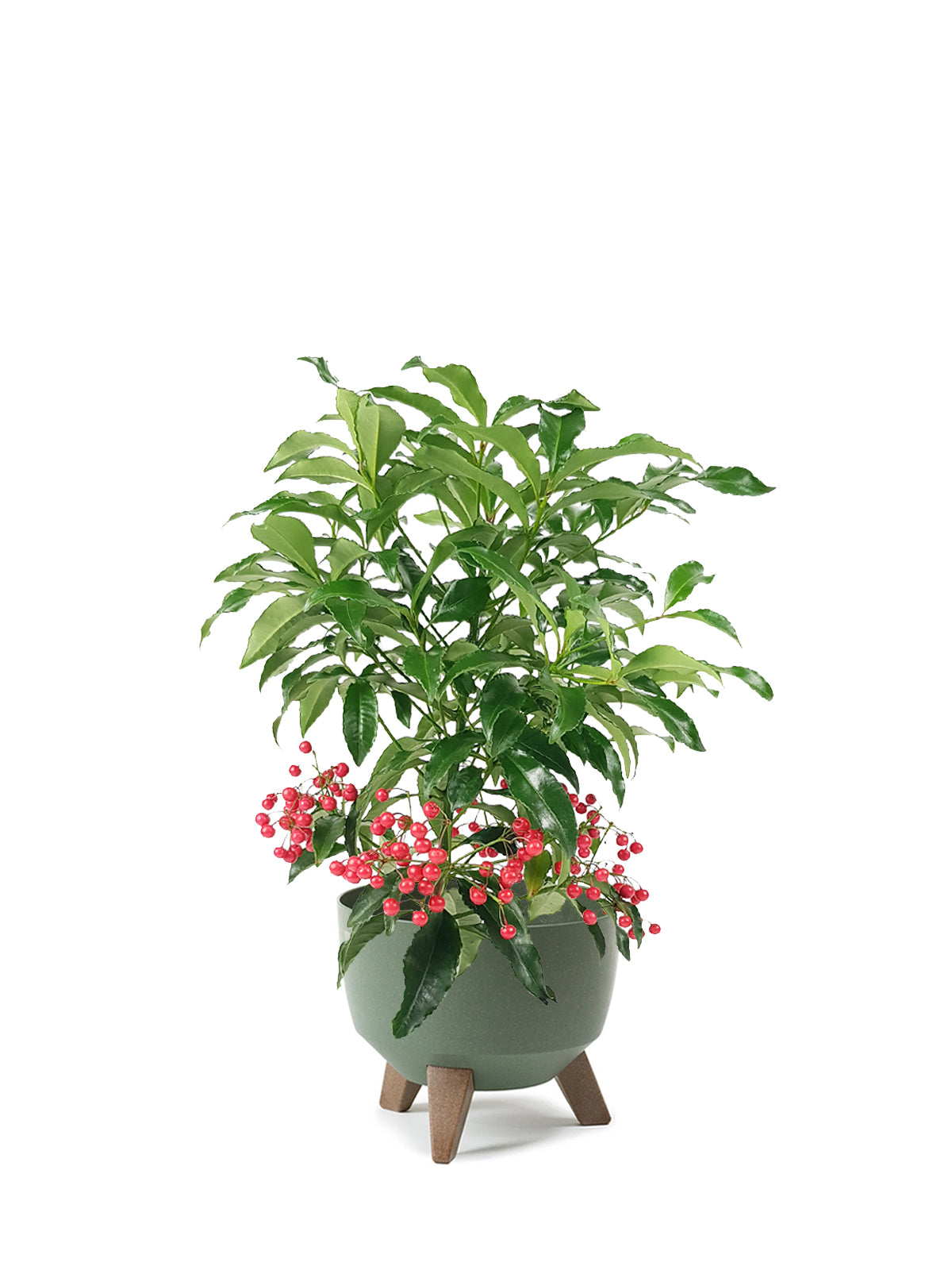 Ardisia grande