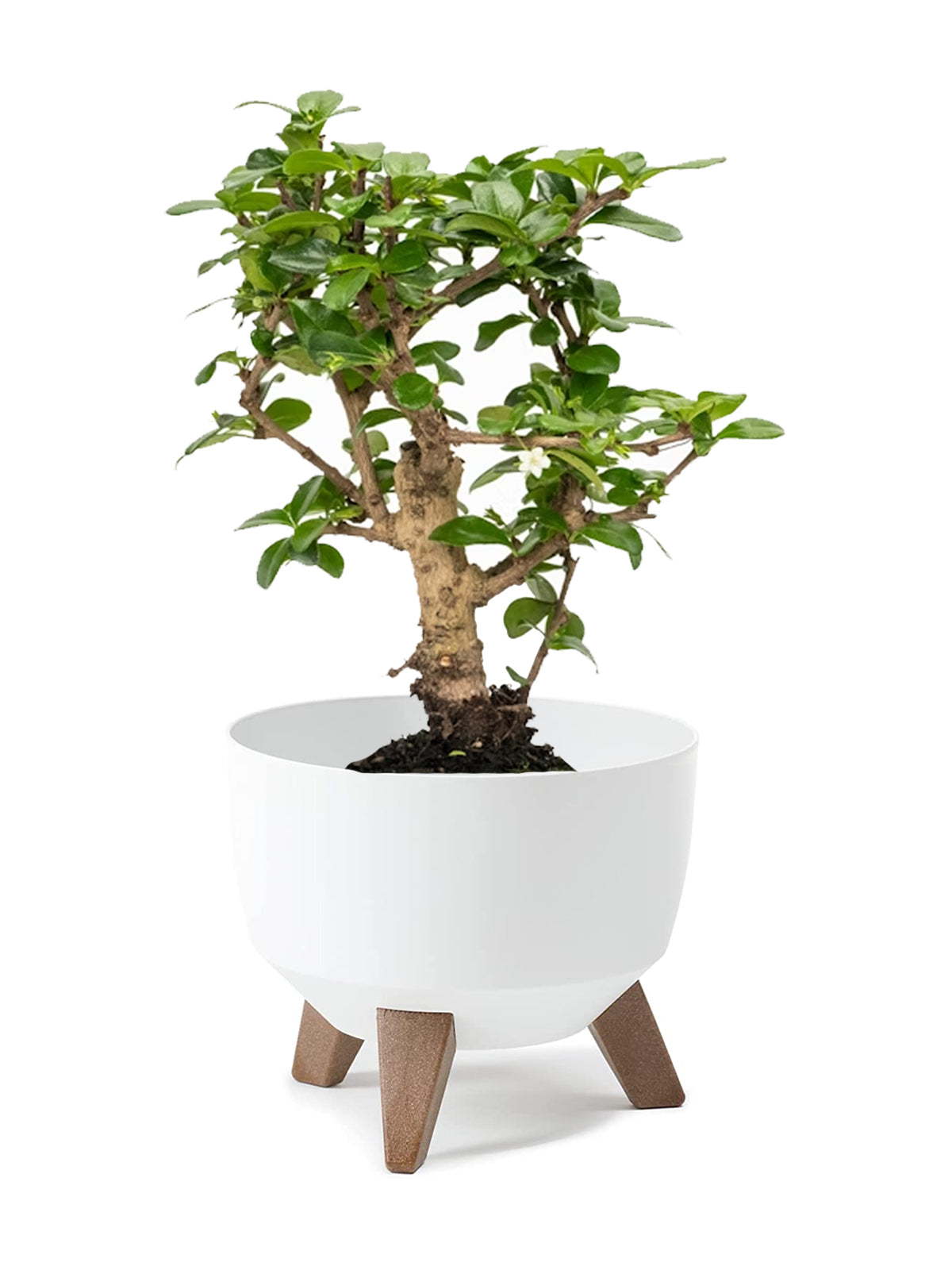 Bonsai Carmona
