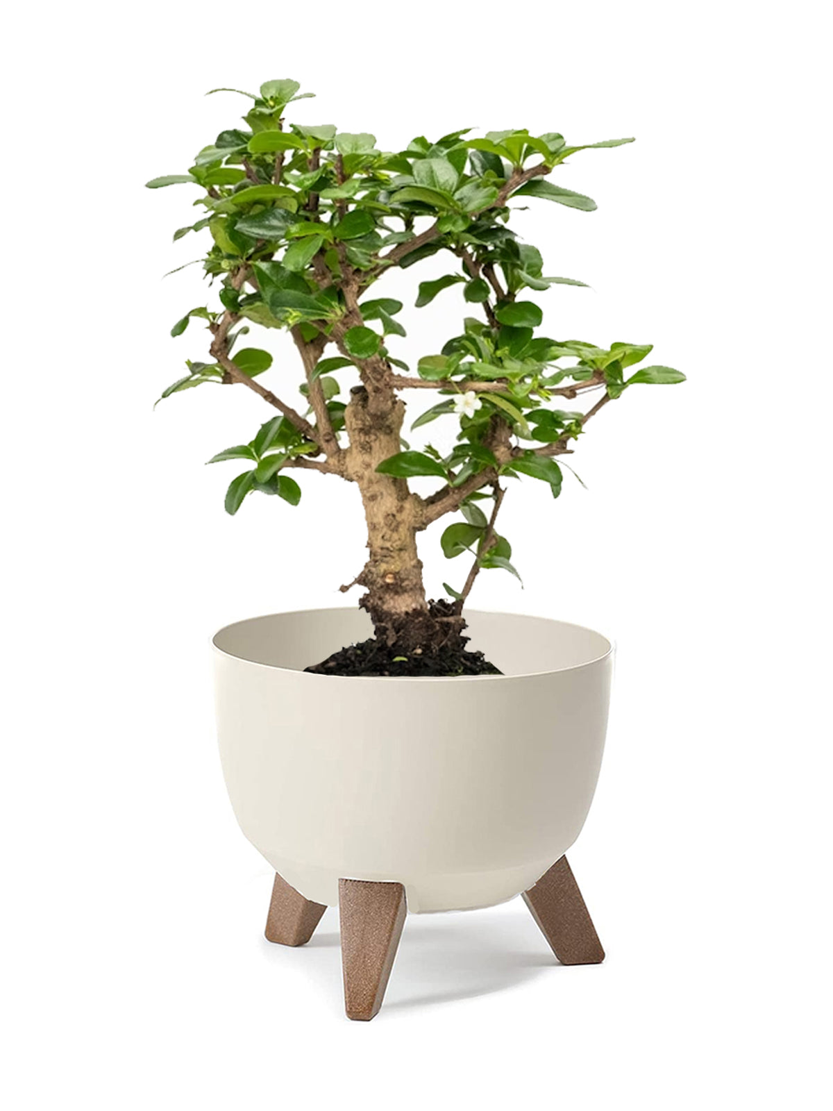 Bonsai Carmona