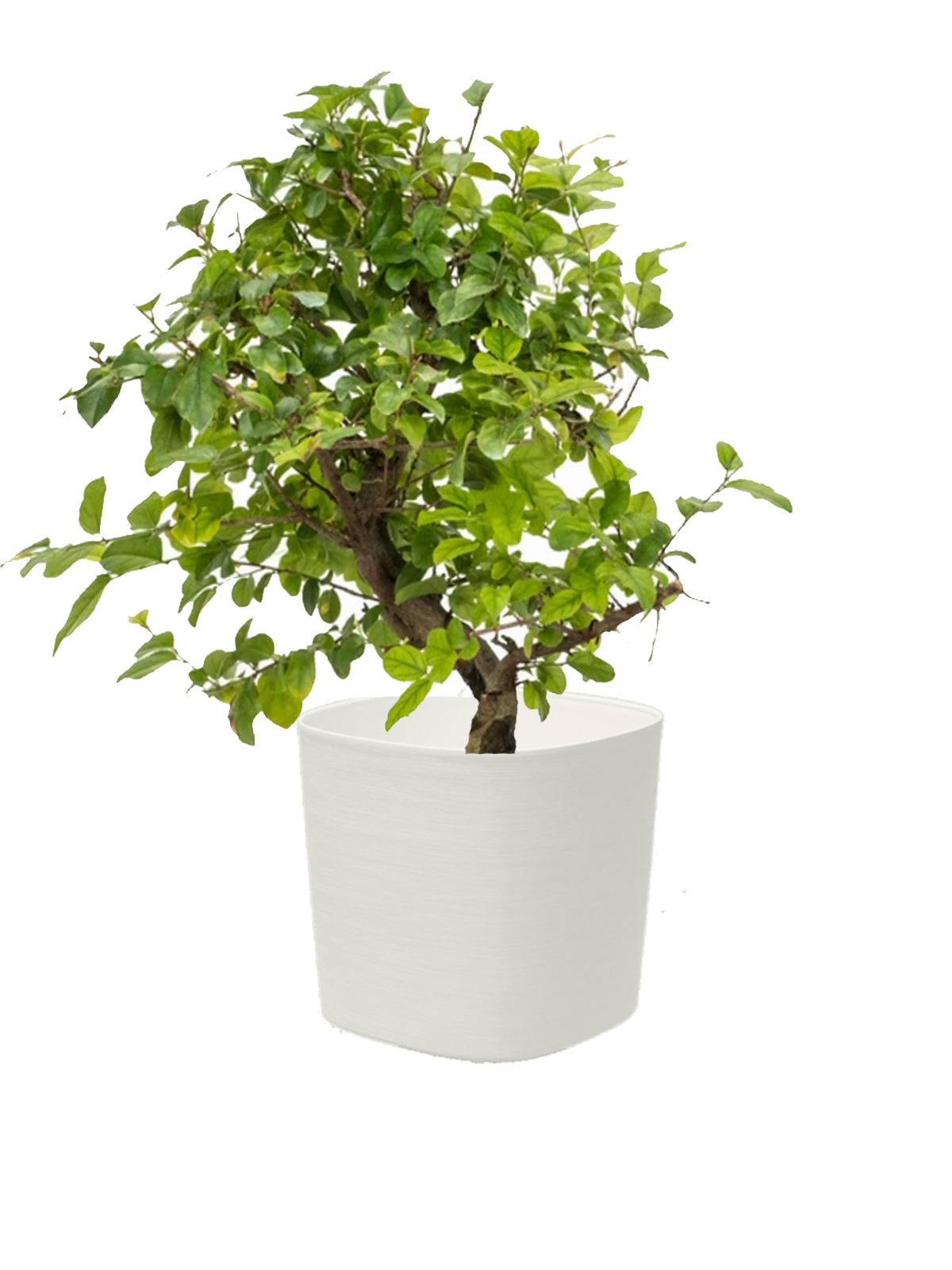 Bonsai Ciliegio