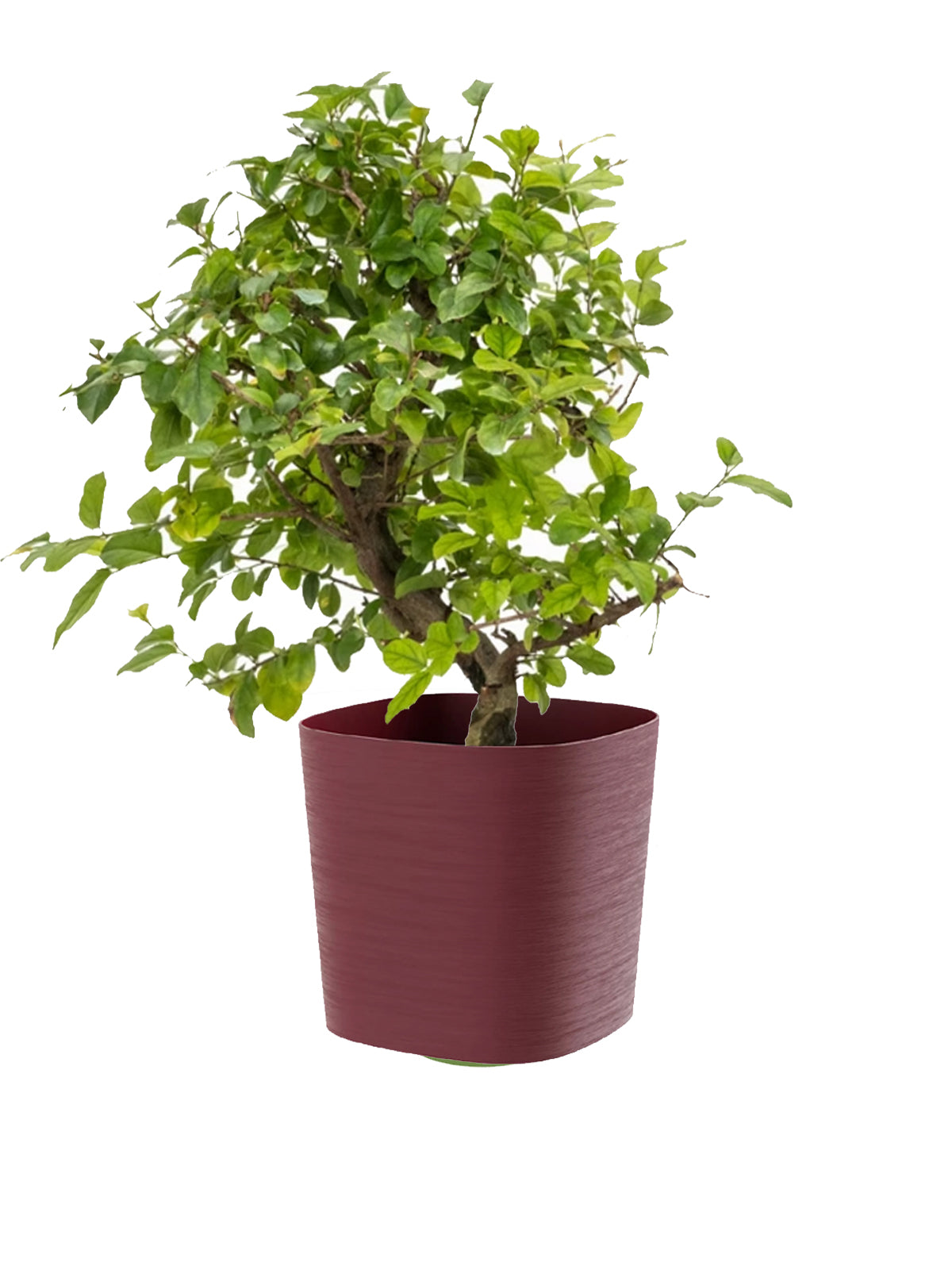 Bonsai Ciliegio