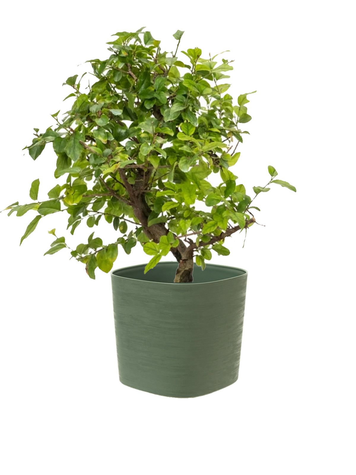 Bonsai Ciliegio