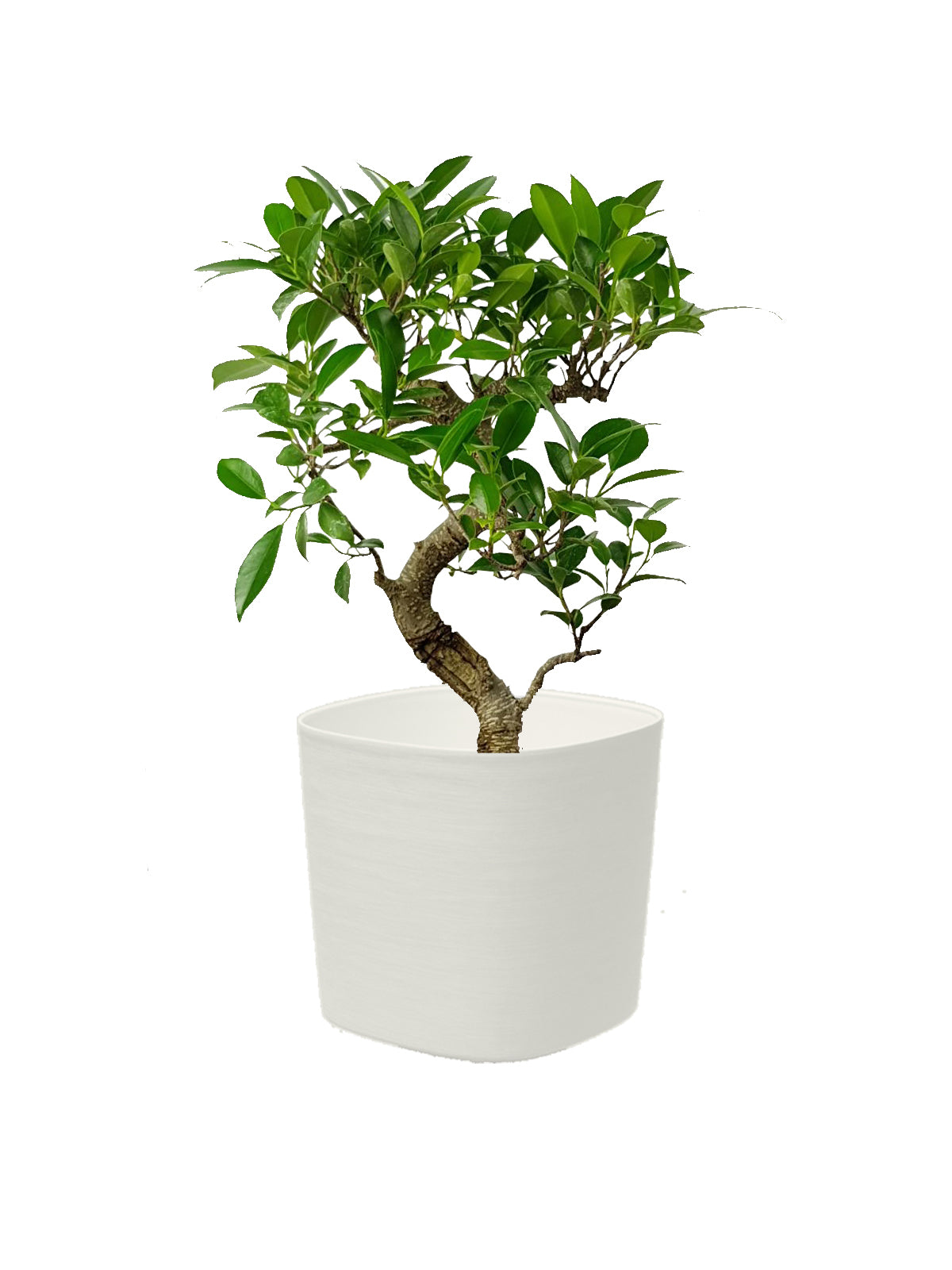 Bonsai Ficus