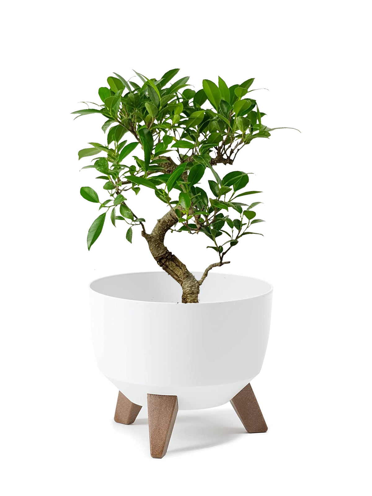 Bonsai Ficus