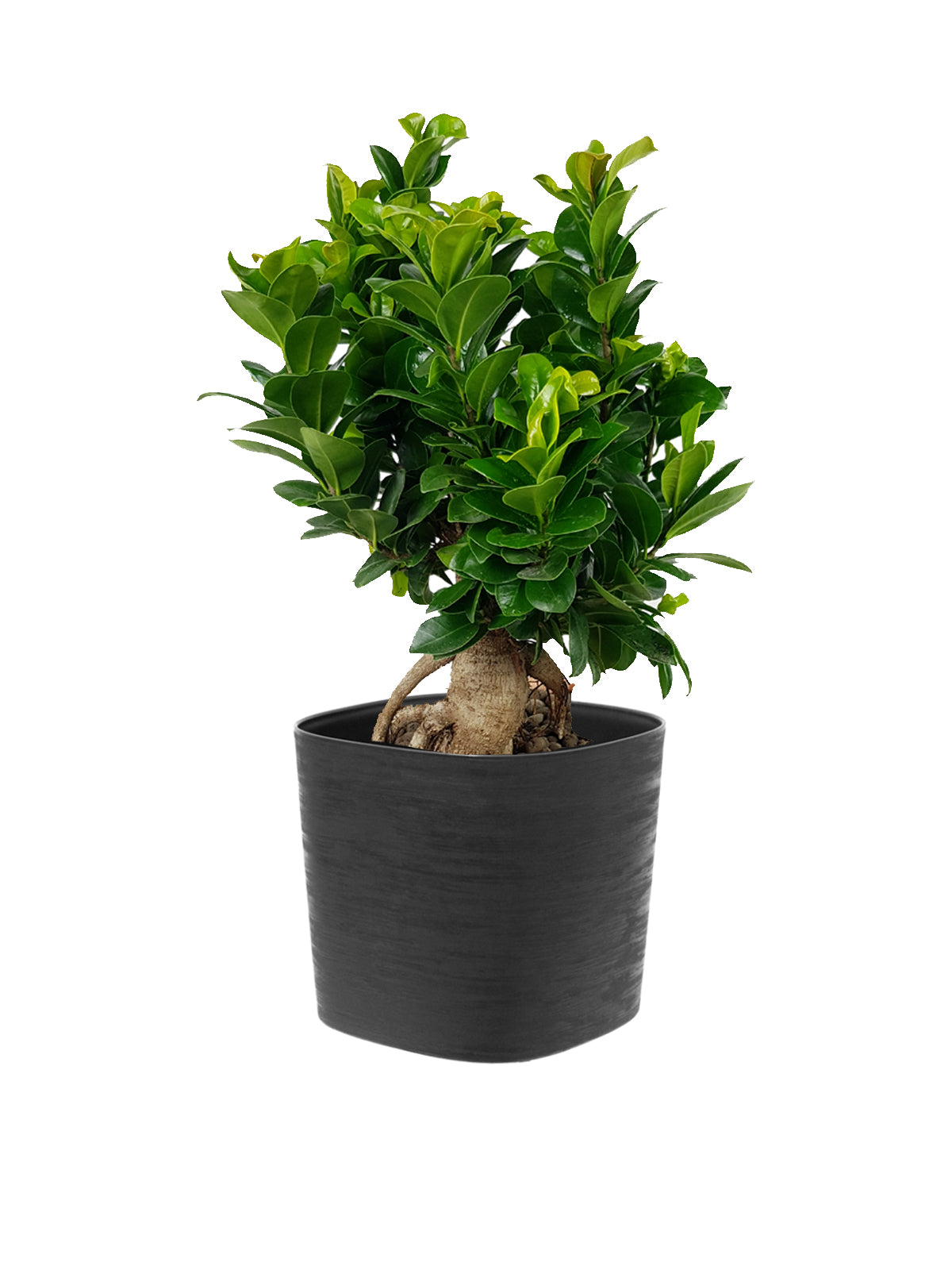 Bonsai Ginseng