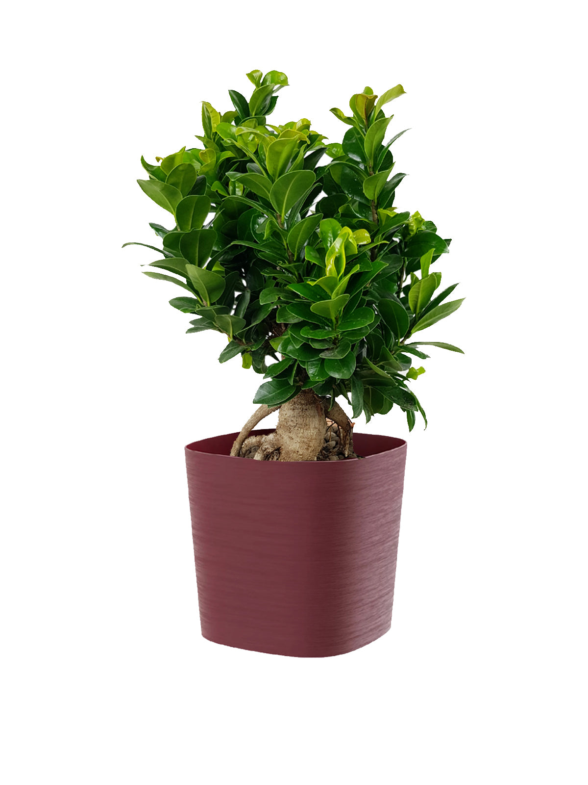 Bonsai Ginseng