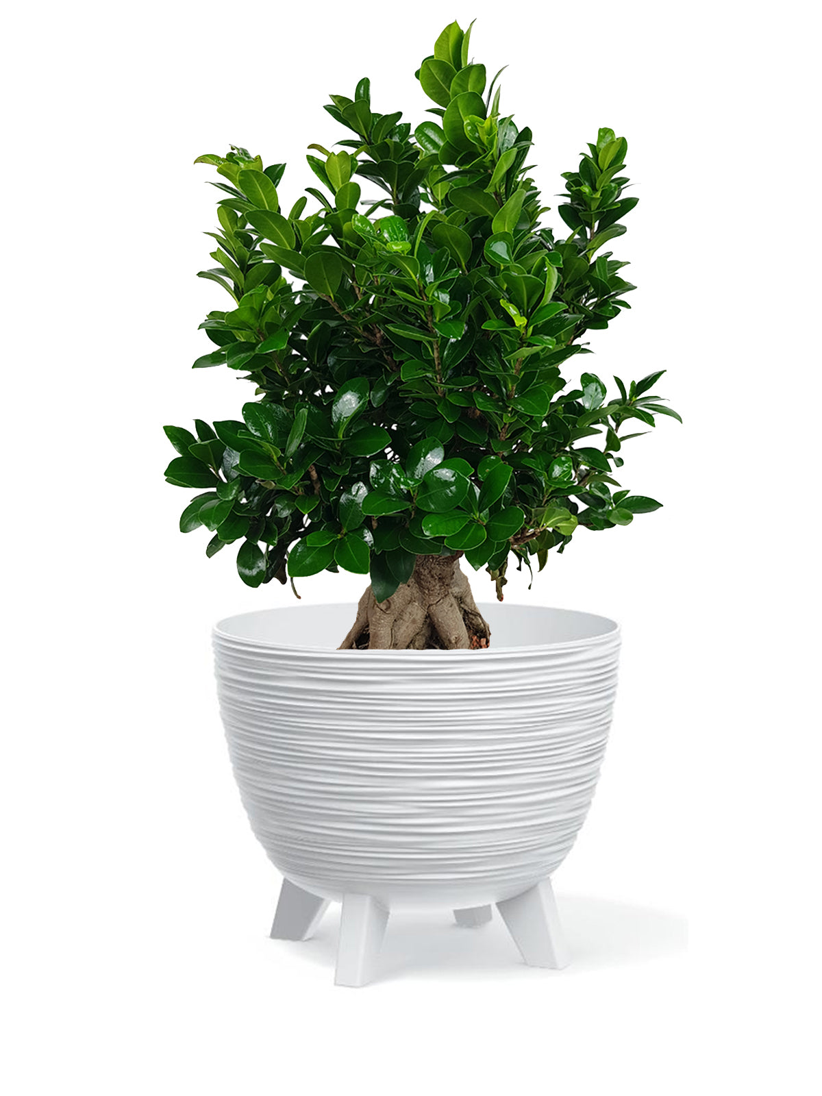 Bonsai Ginseng grande
