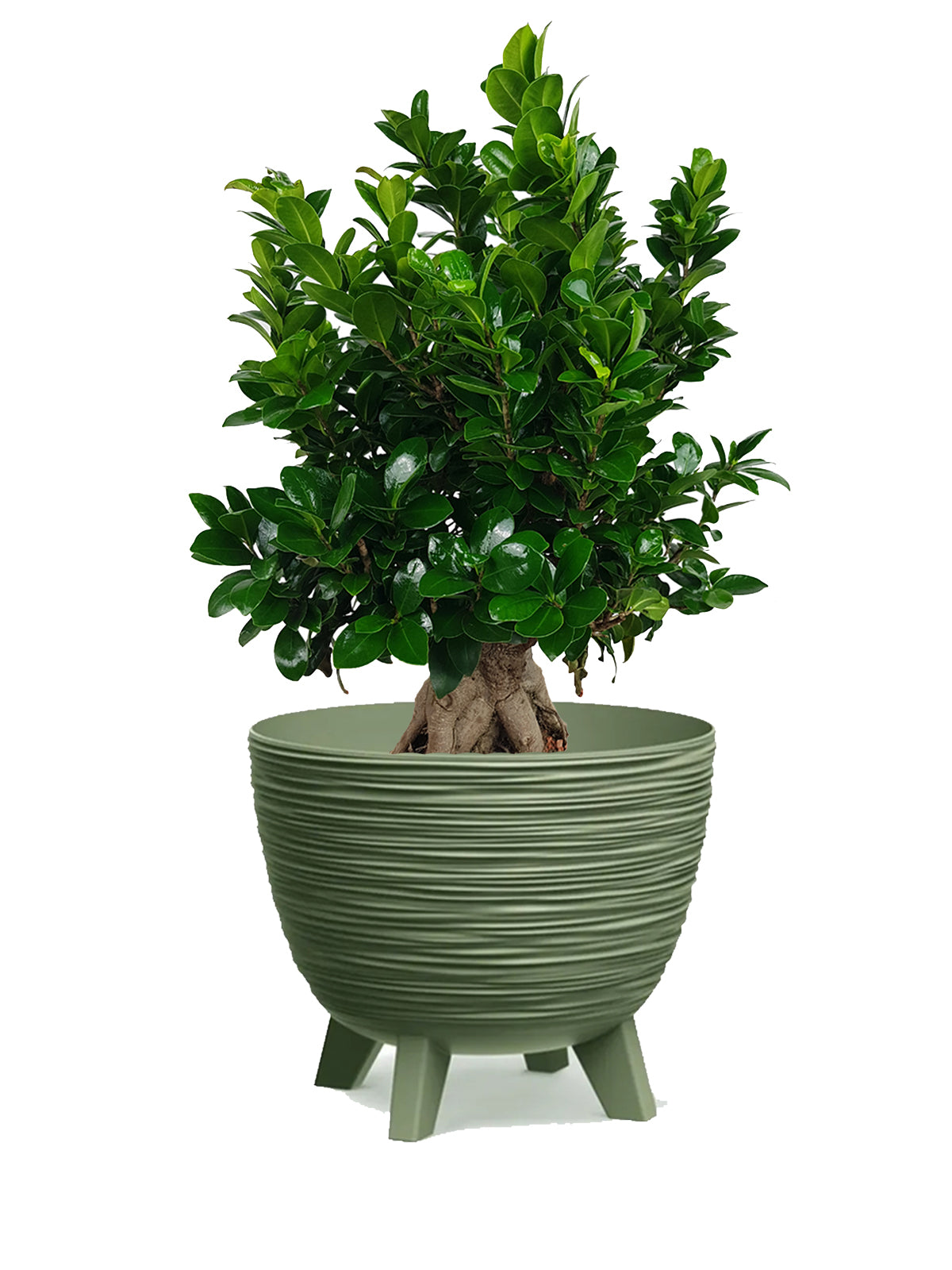 Bonsai Ginseng grande