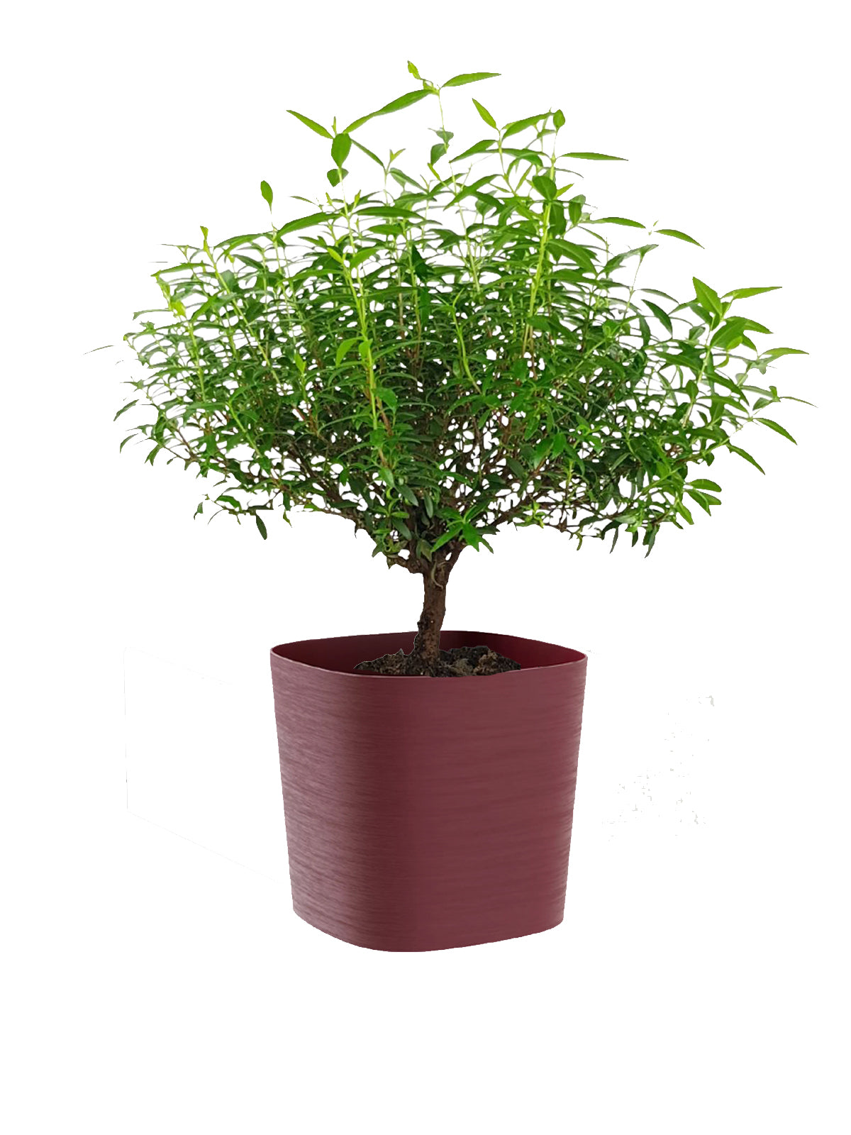 Bonsai Mirto