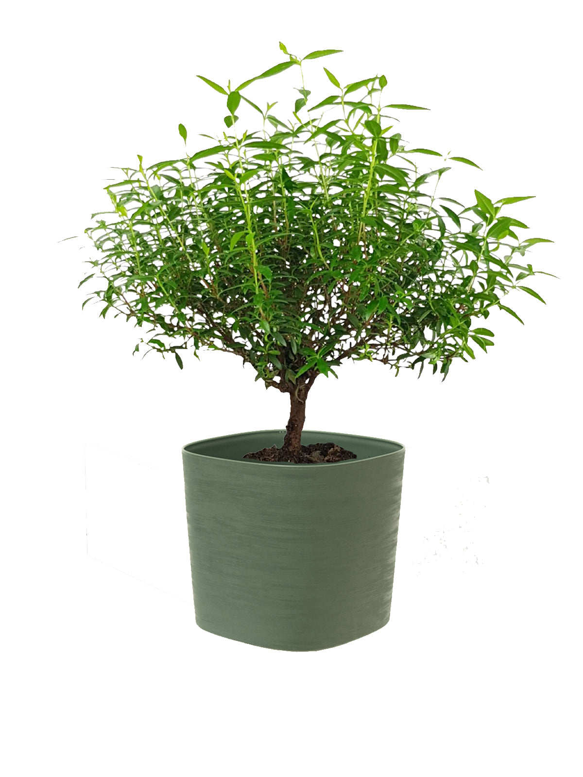 Bonsai Mirto