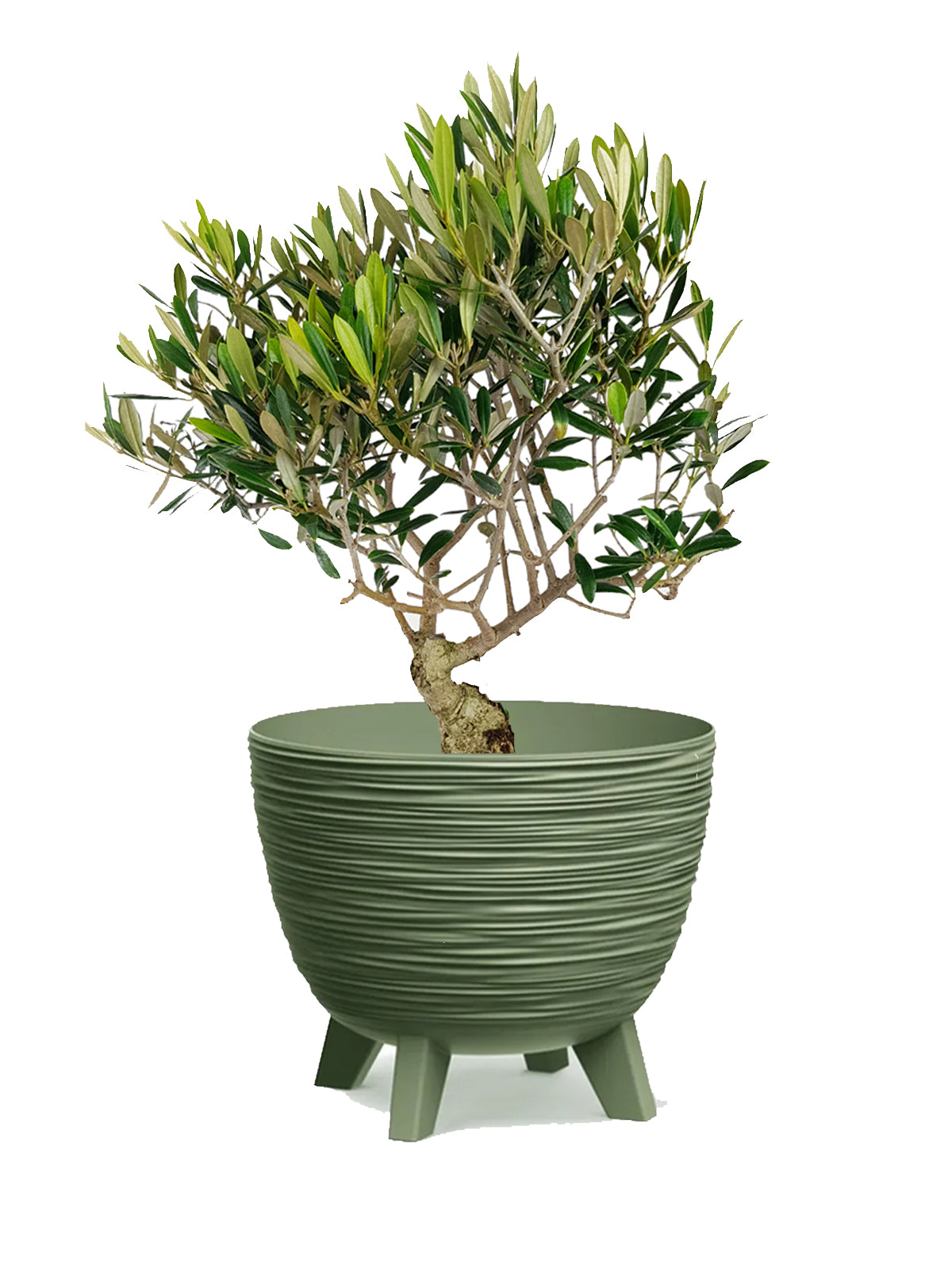 Bonsai Olivo grande