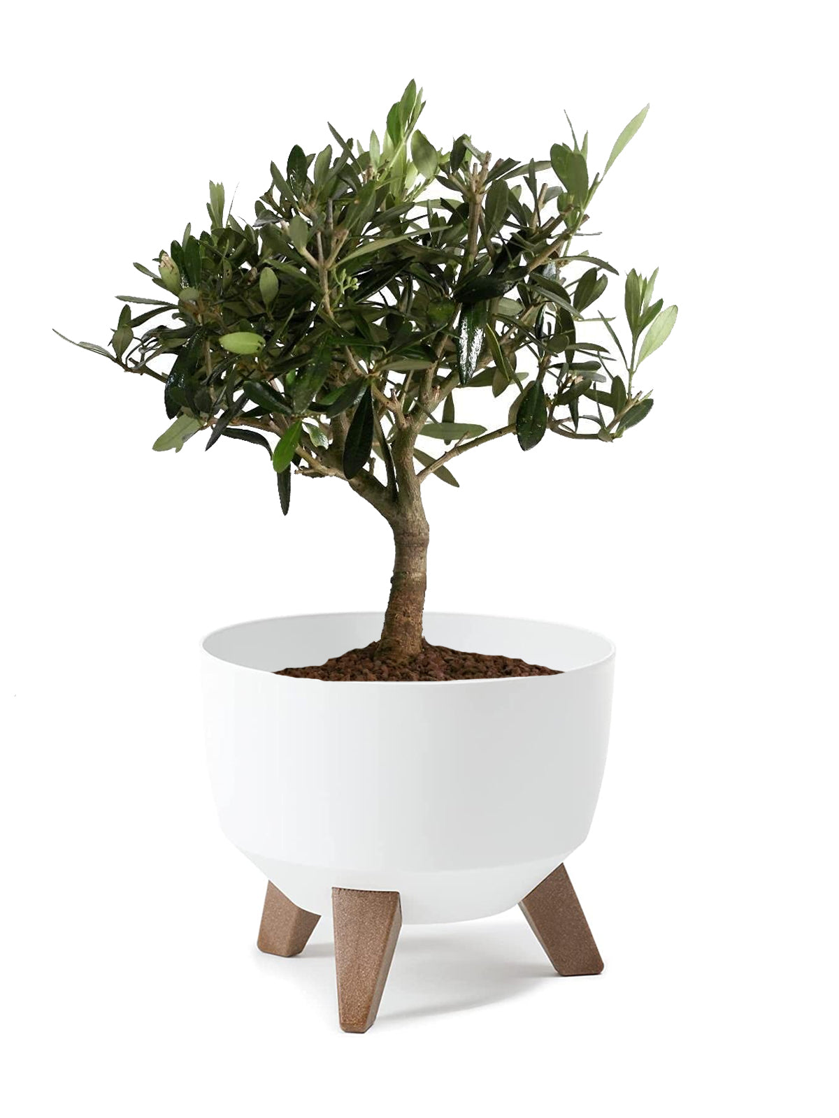 Bonsai Olivo