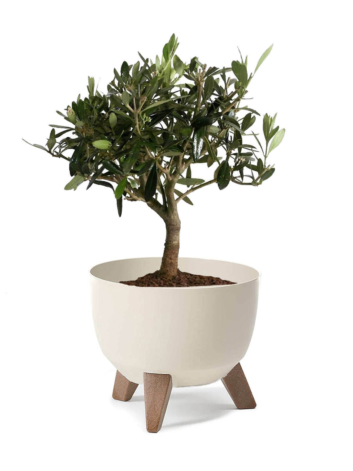 Bonsai Olivo