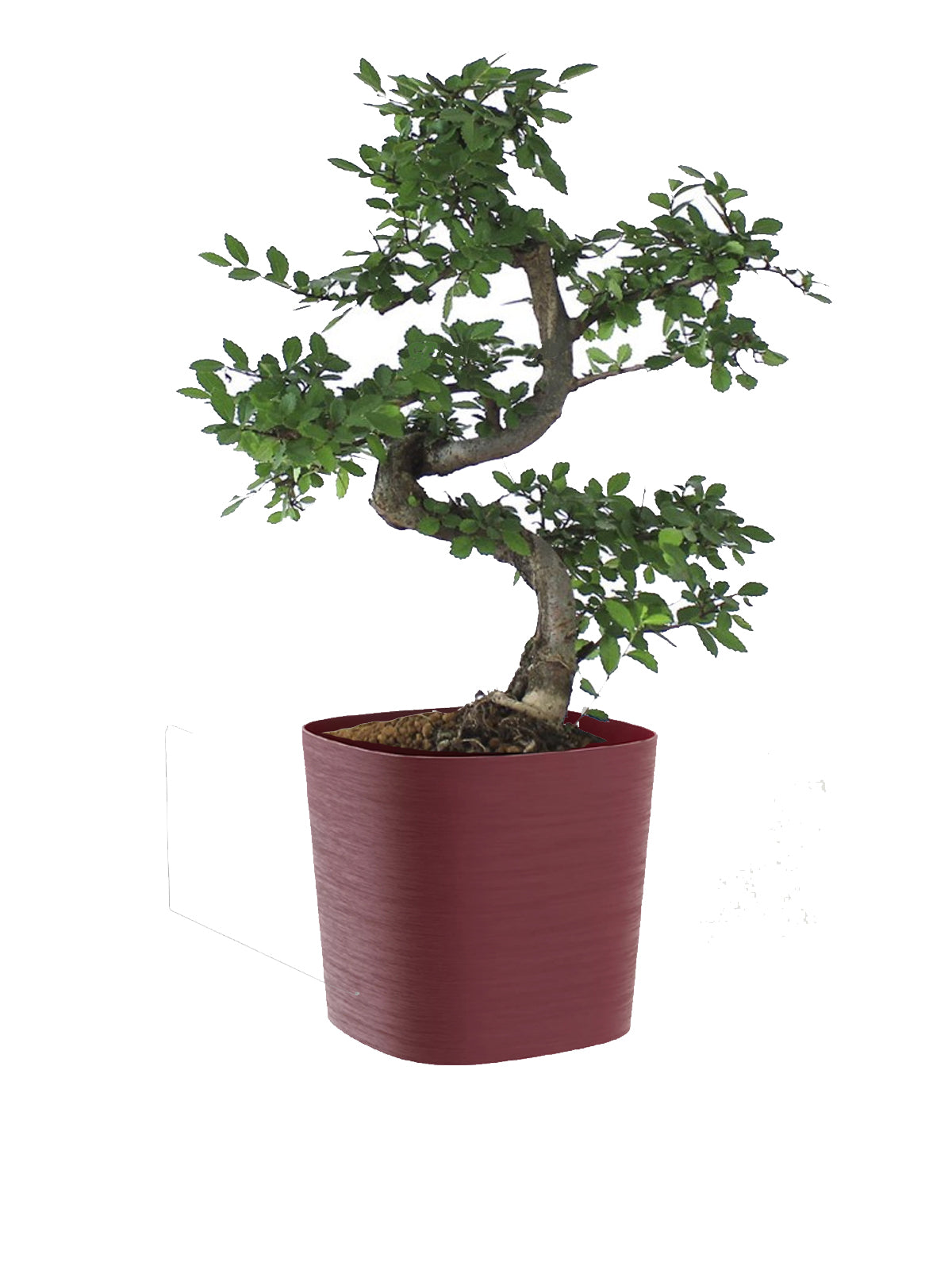 Bonsai Zelkova