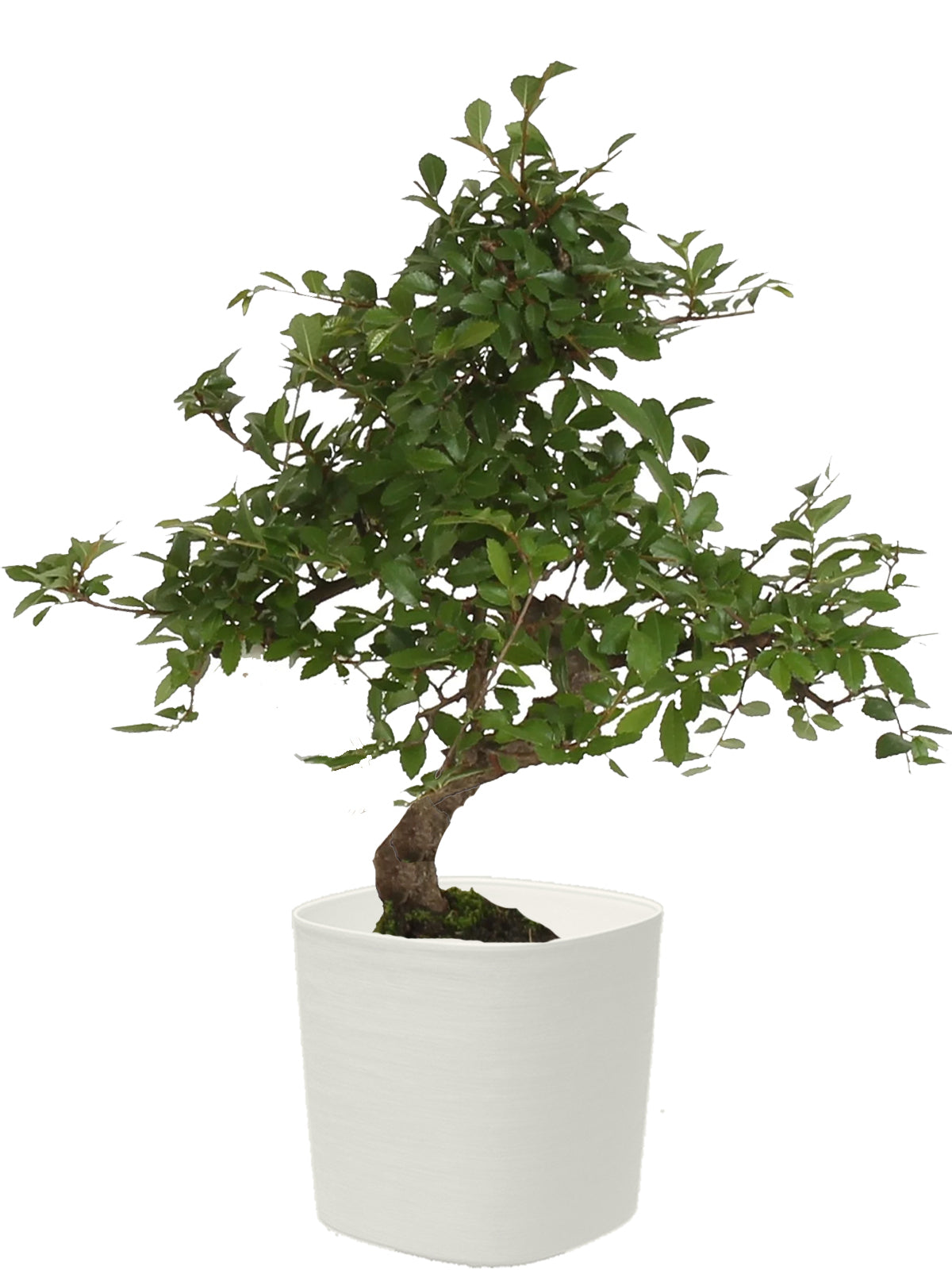 Bonsai Zelkova esemplare