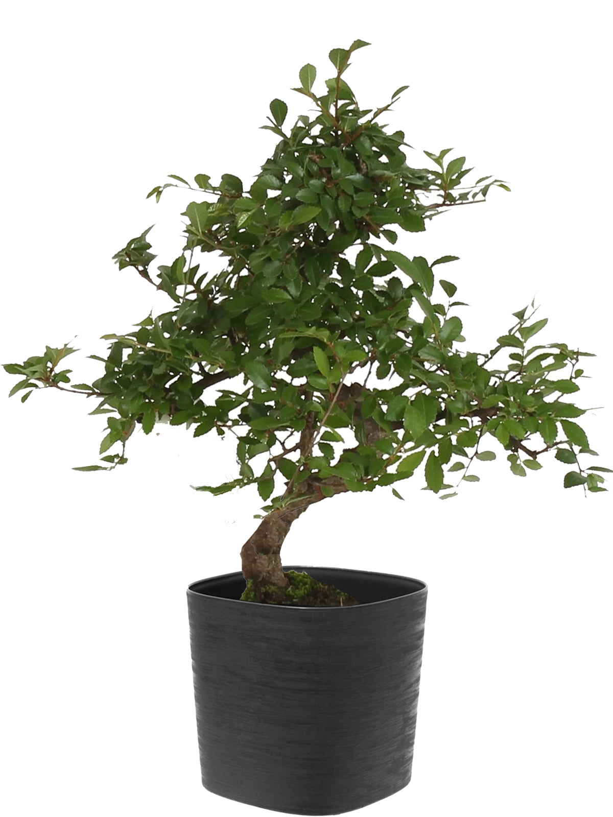 Bonsai Zelkova esemplare
