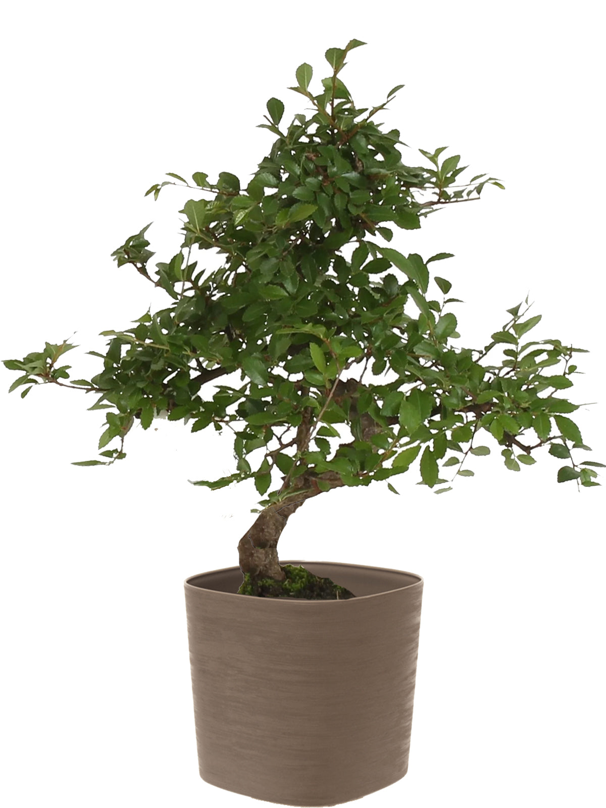 Bonsai Zelkova esemplare