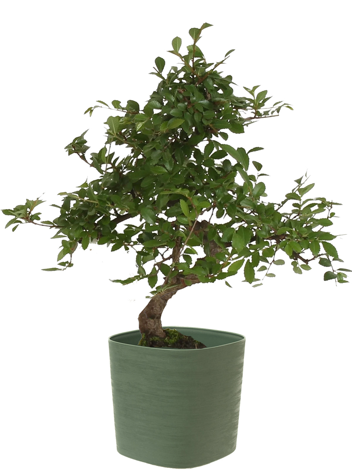 Bonsai Zelkova esemplare