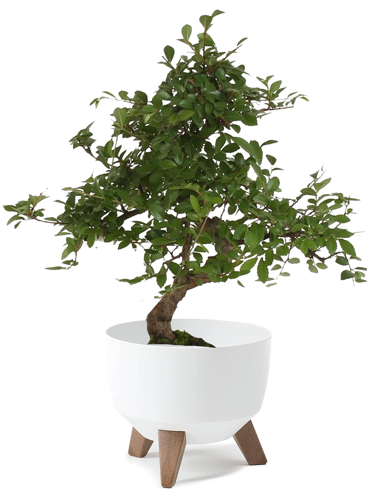 Bonsai Zelkova esemplare