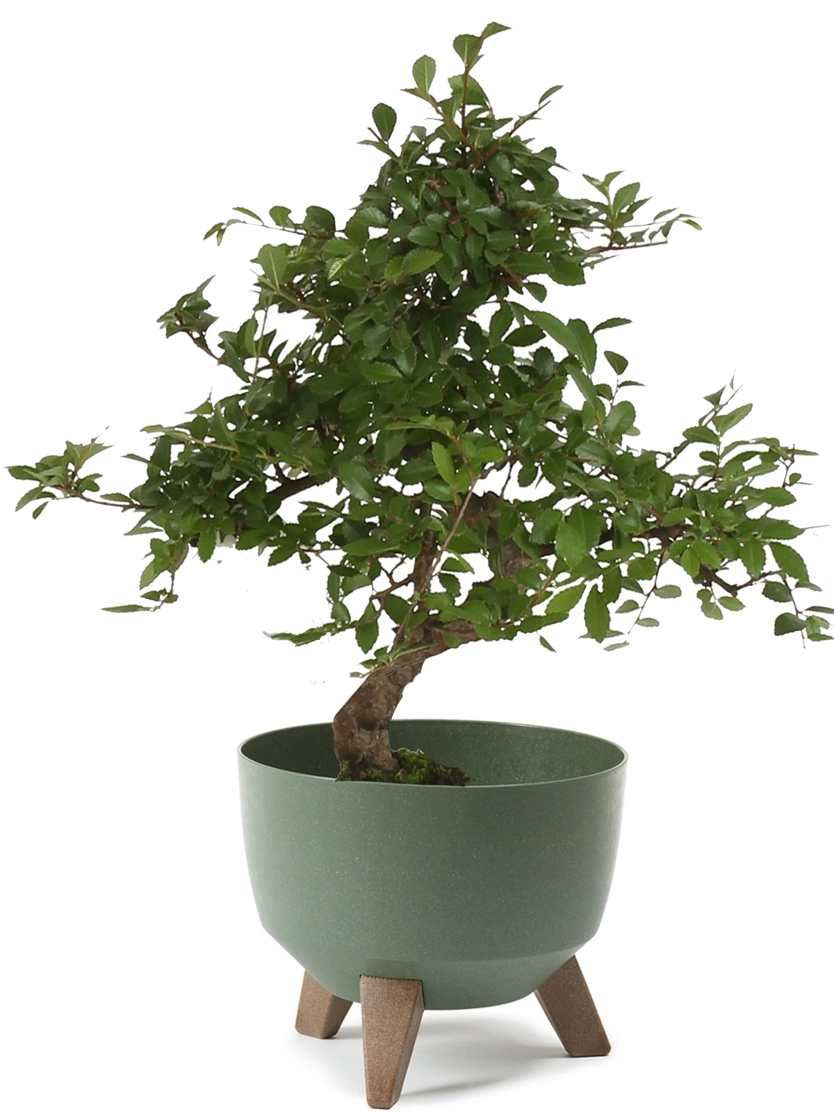 Bonsai Zelkova esemplare