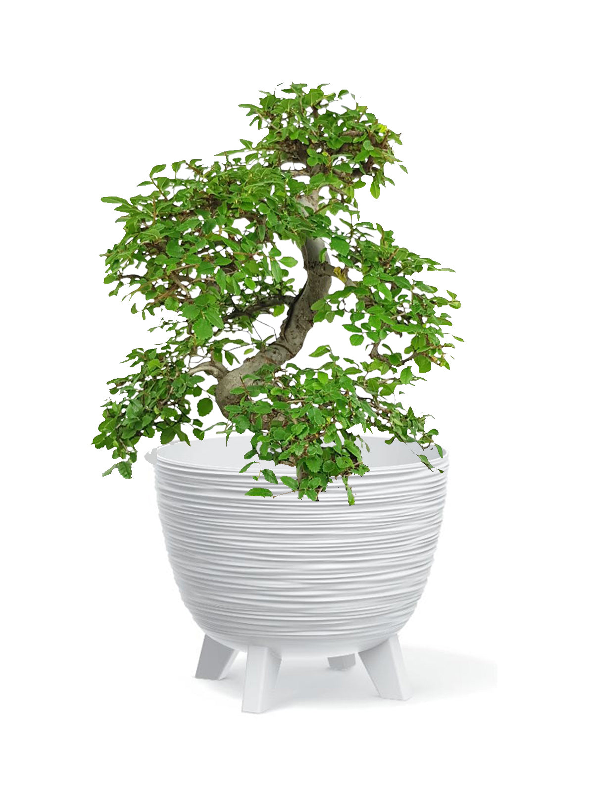 Bonsai Zelkova grande