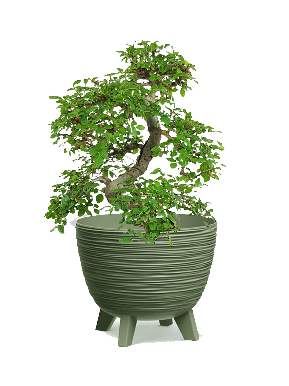 Bonsai Zelkova grande
