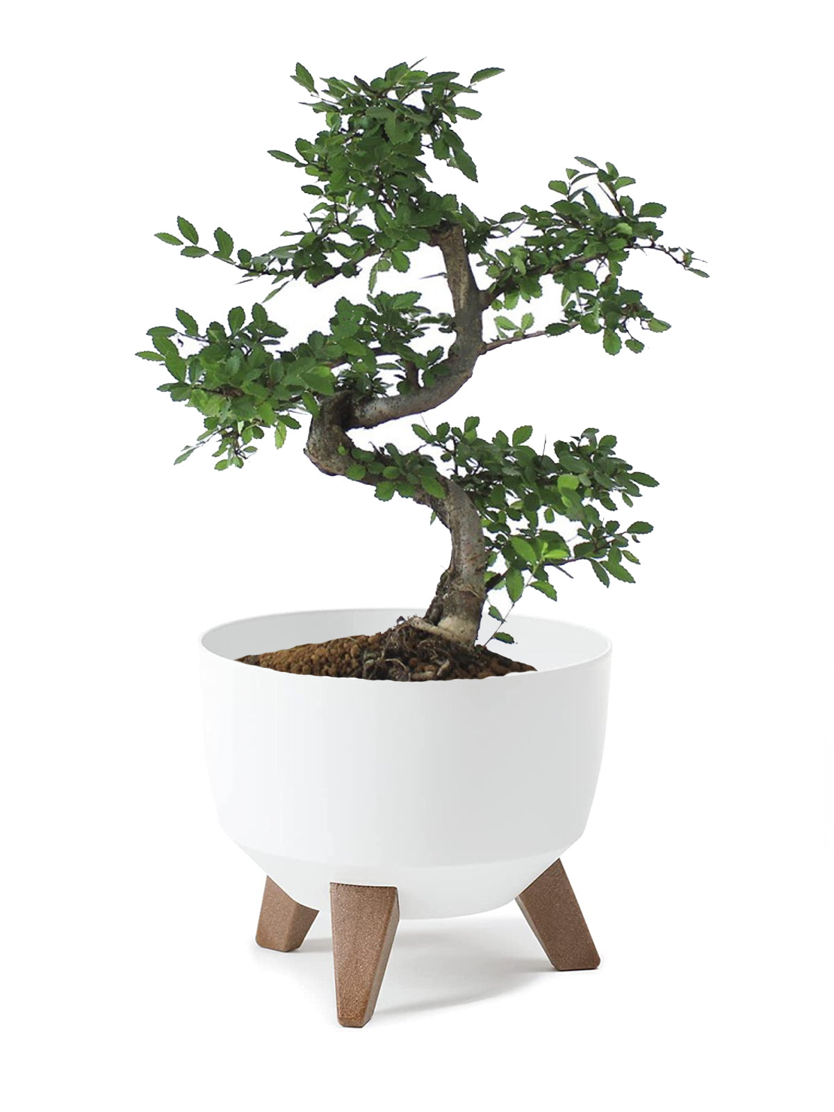 Bonsai Zelkova