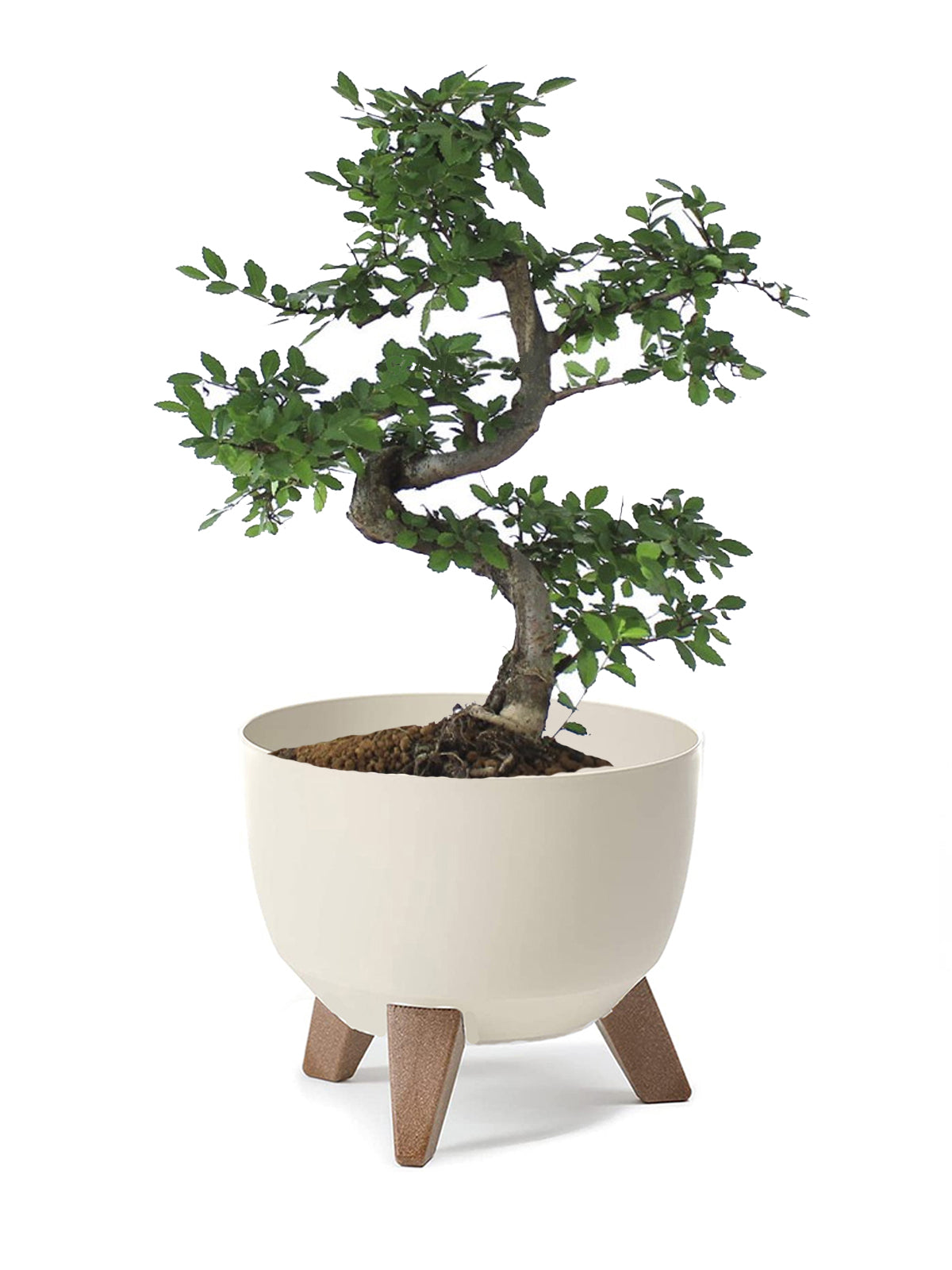 Bonsai Zelkova