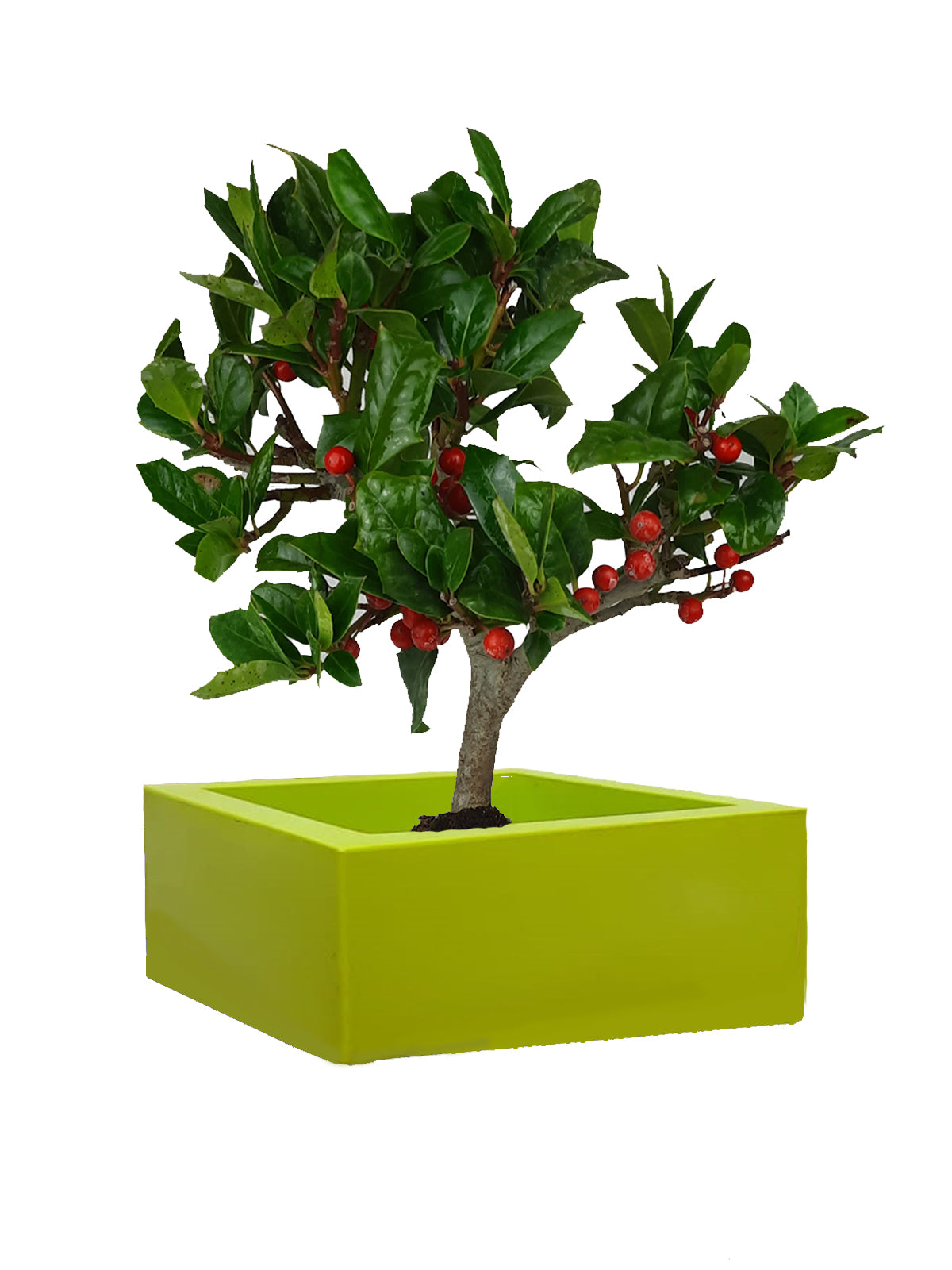 Bonsai Agrifoglio grande