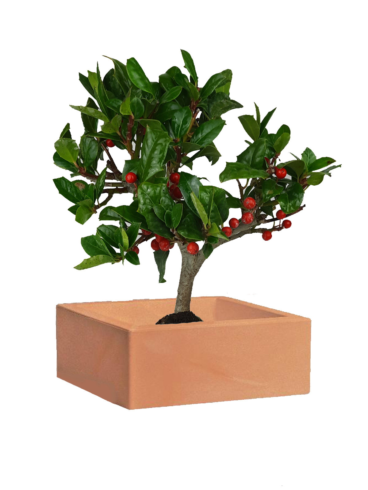 Bonsai Agrifoglio grande