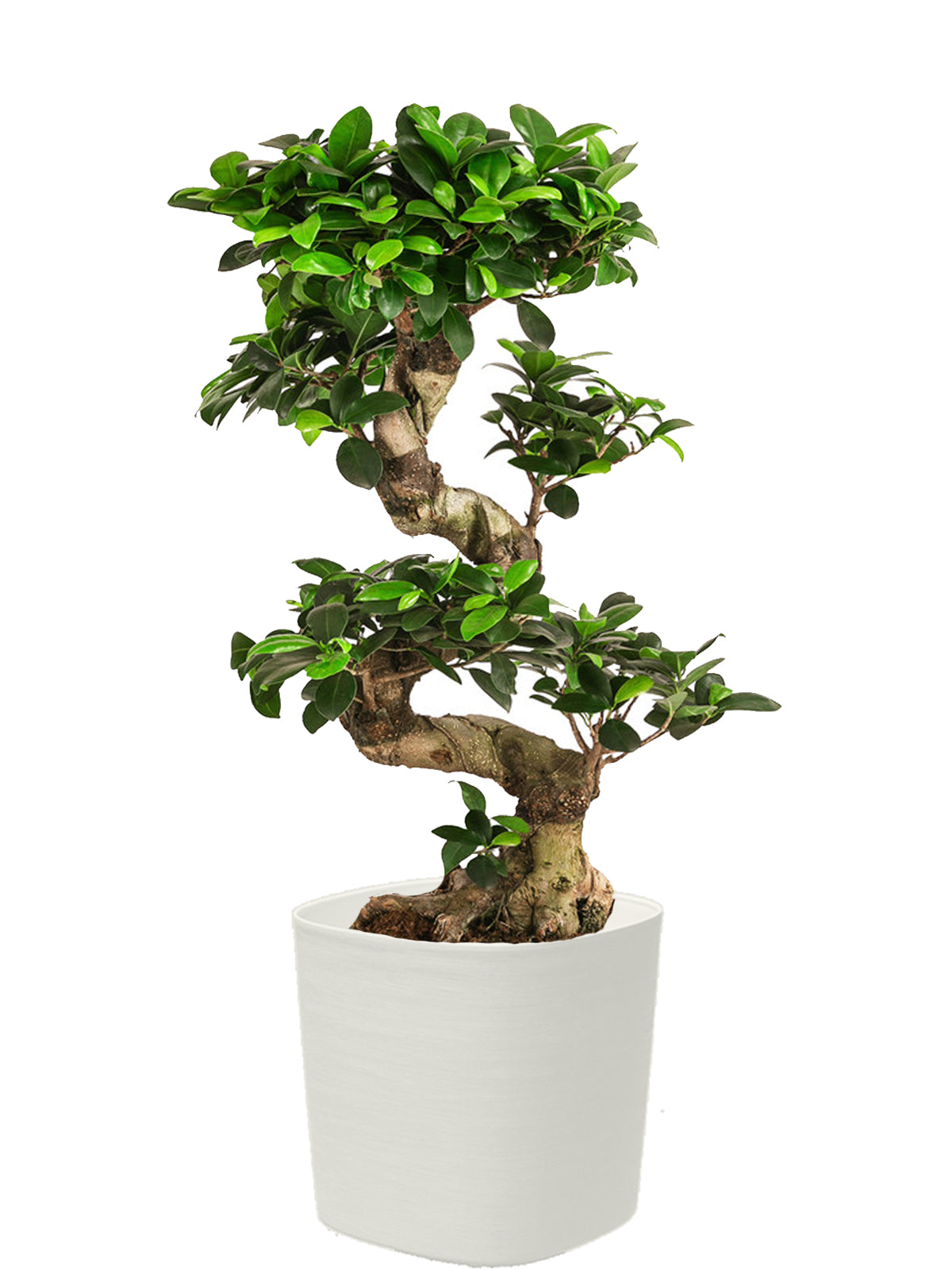 Bonsai Ginseng esemplare