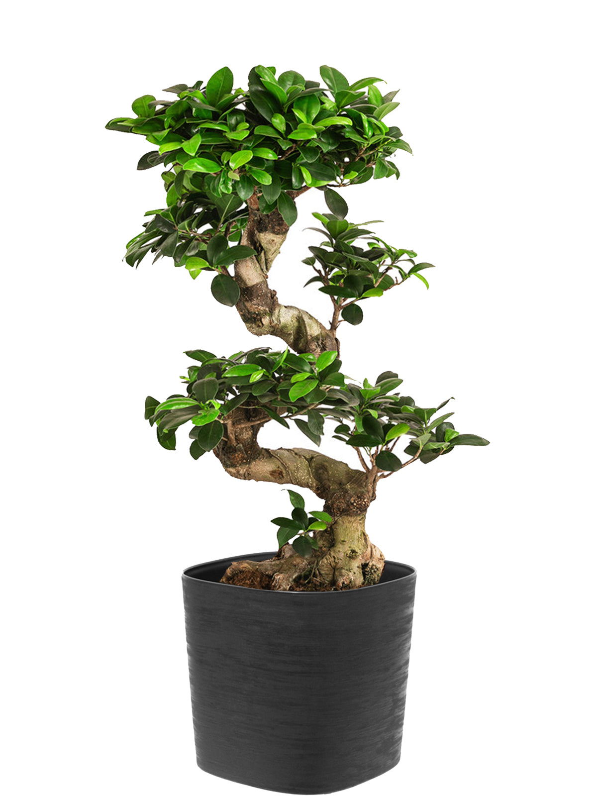 Bonsai Ginseng esemplare