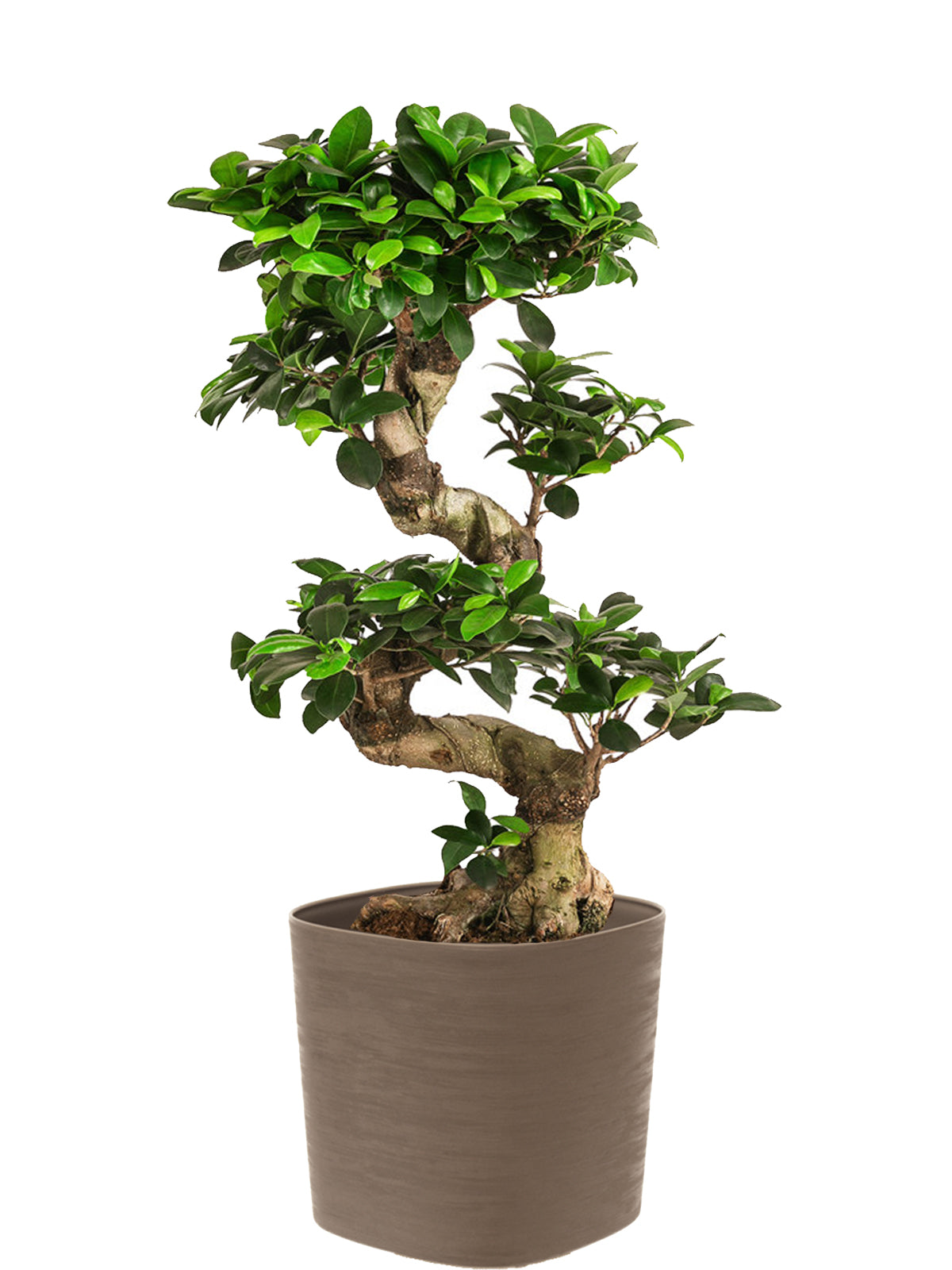 Bonsai Ginseng esemplare