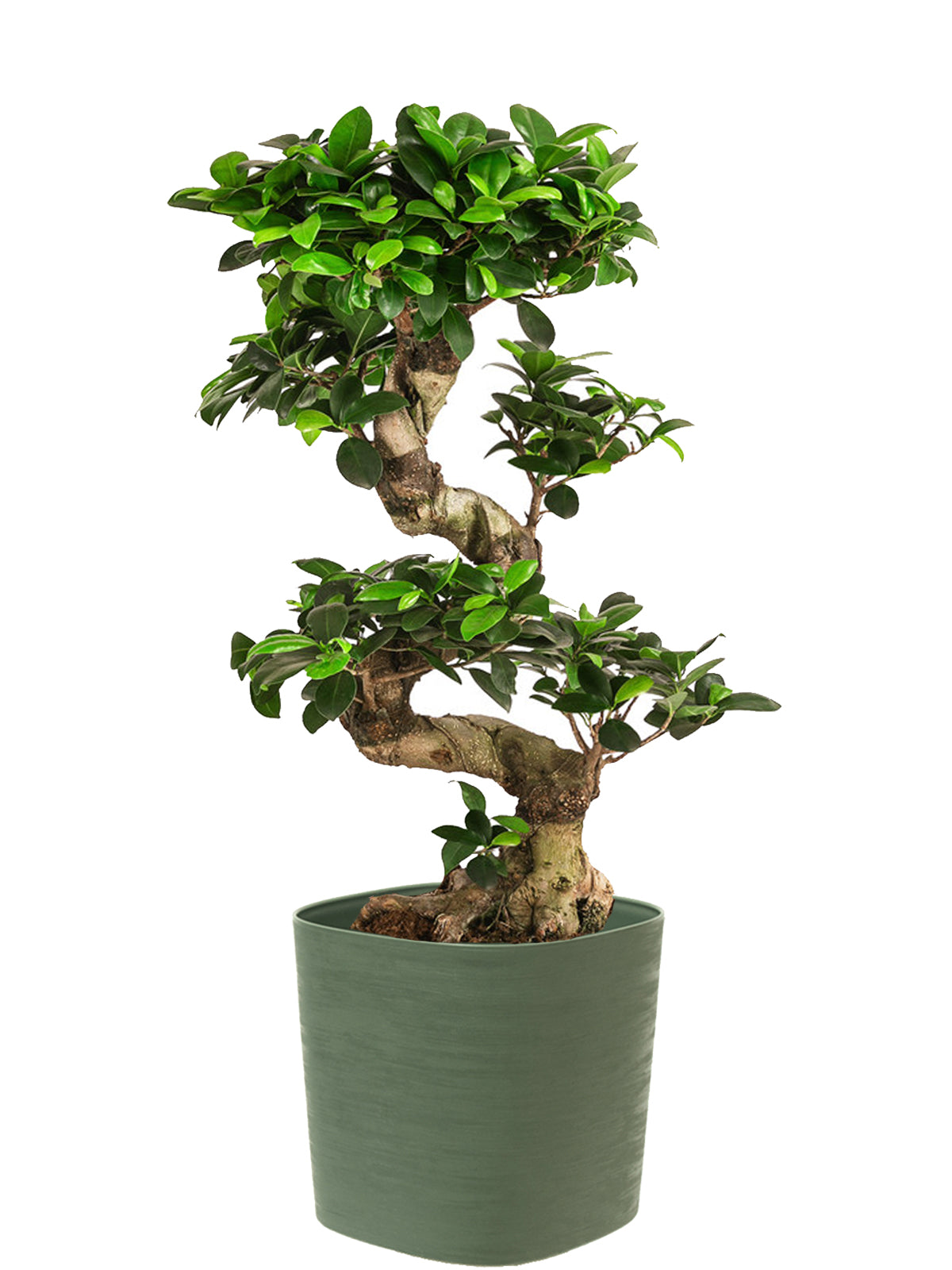 Bonsai Ginseng esemplare
