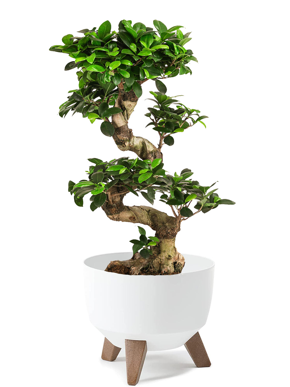 Bonsai Ginseng esemplare