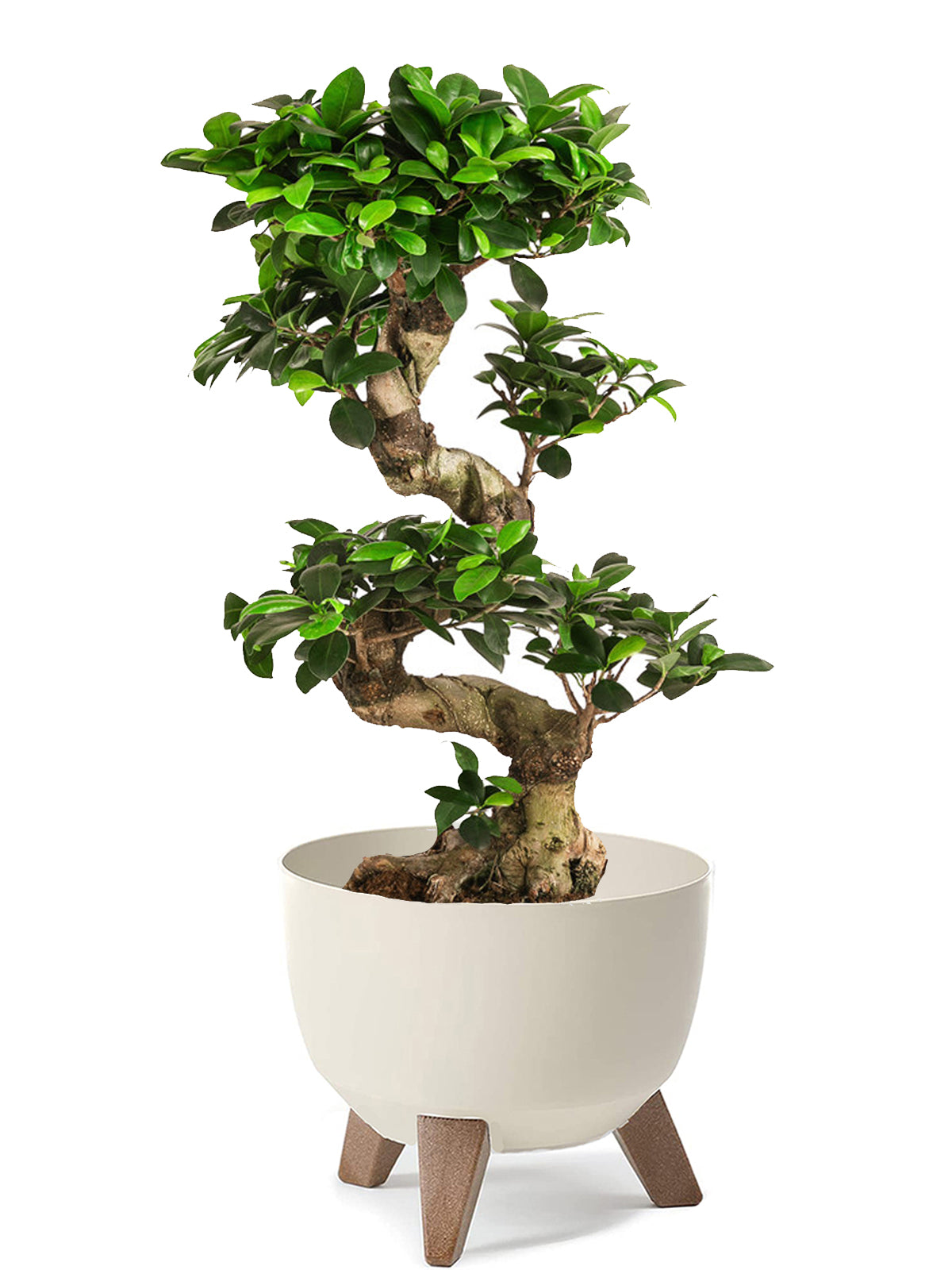 Bonsai Ginseng esemplare