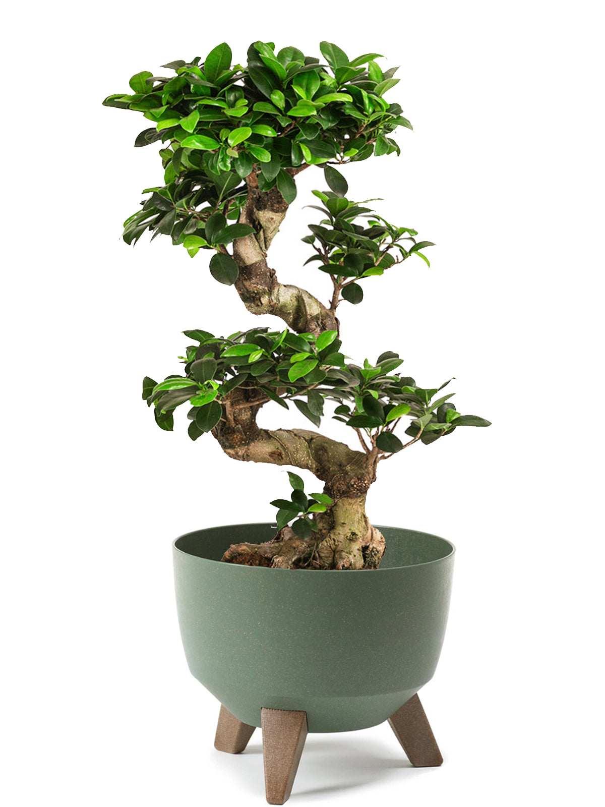 Bonsai Ginseng esemplare