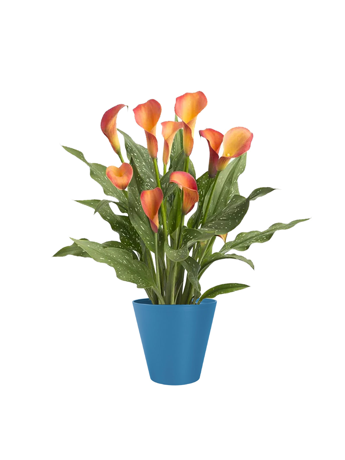 Calla